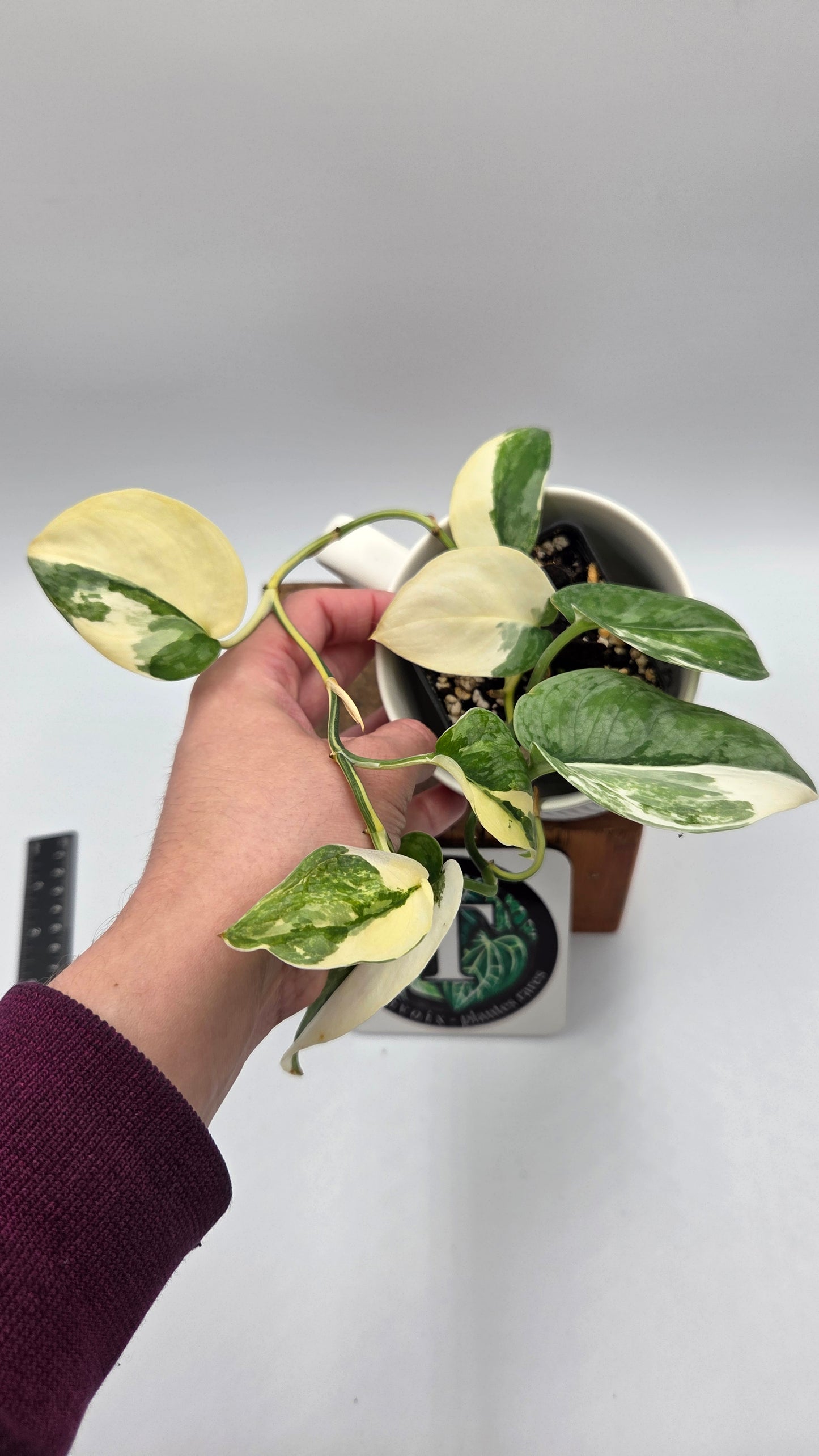 Scindapsus Silver Tattoo Variegata (SCI-698)