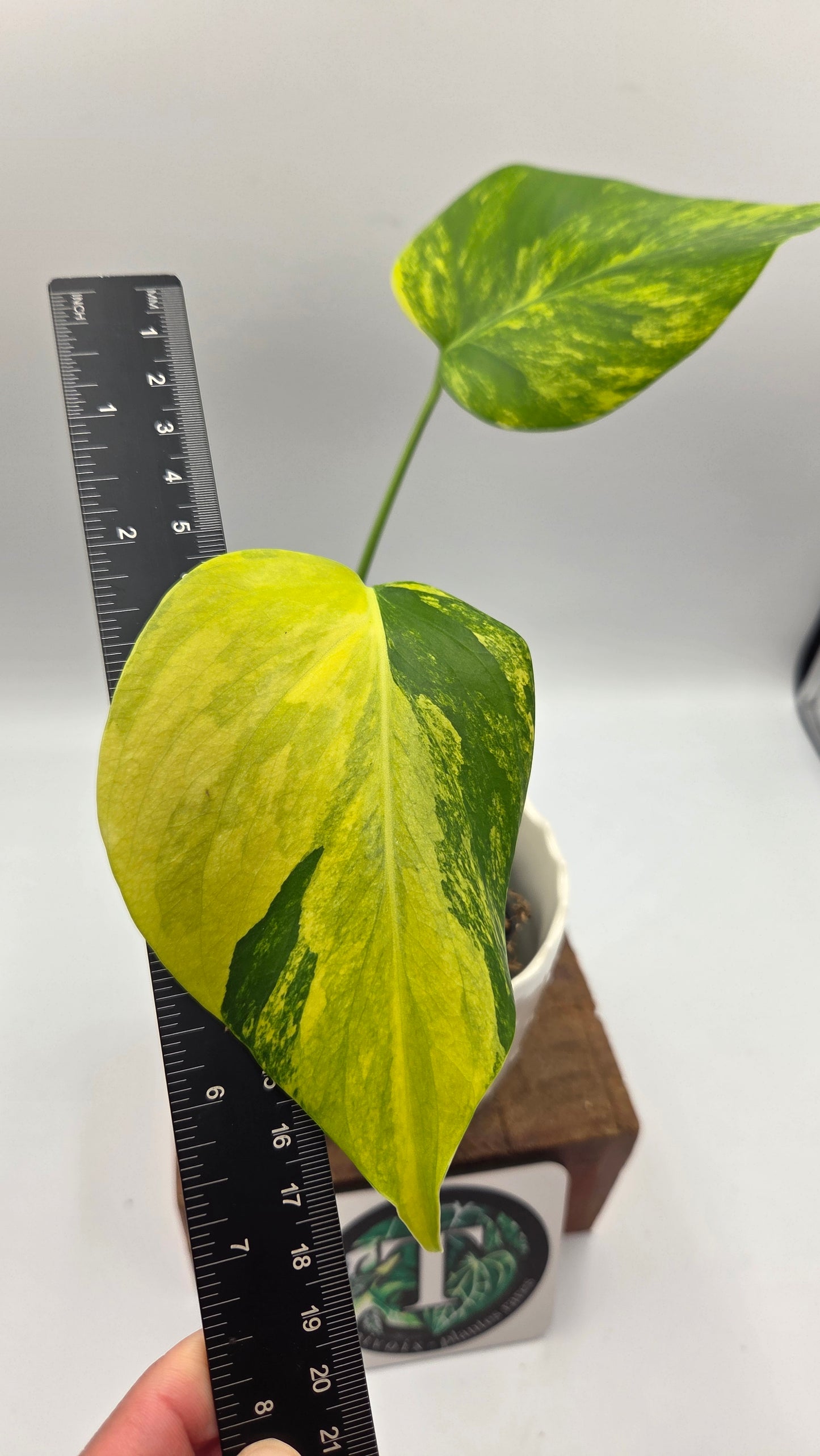 Monstera Aurea (MON-568)