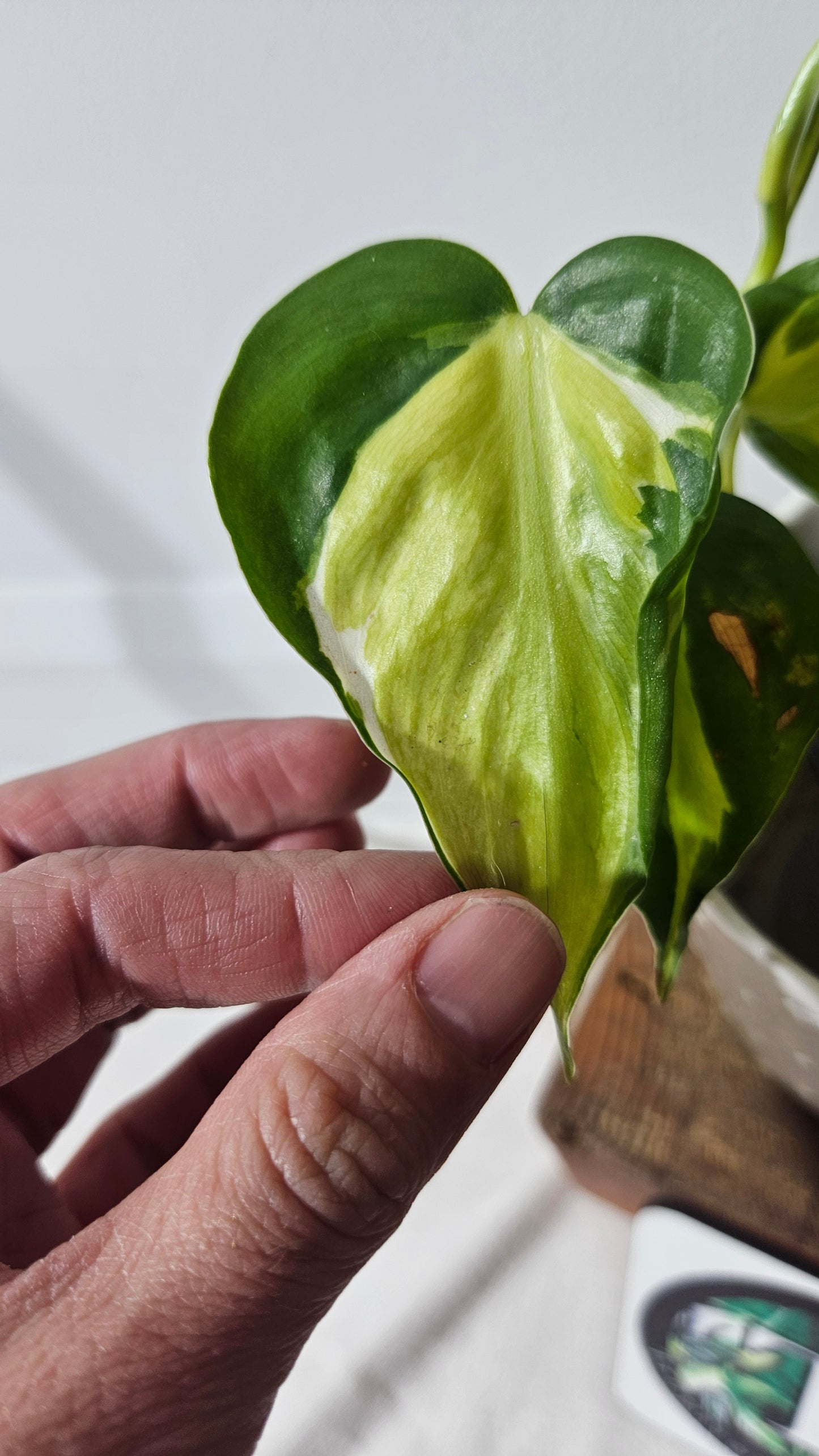 Philodendron Hederaceum Cream Splash (PHI-729)
