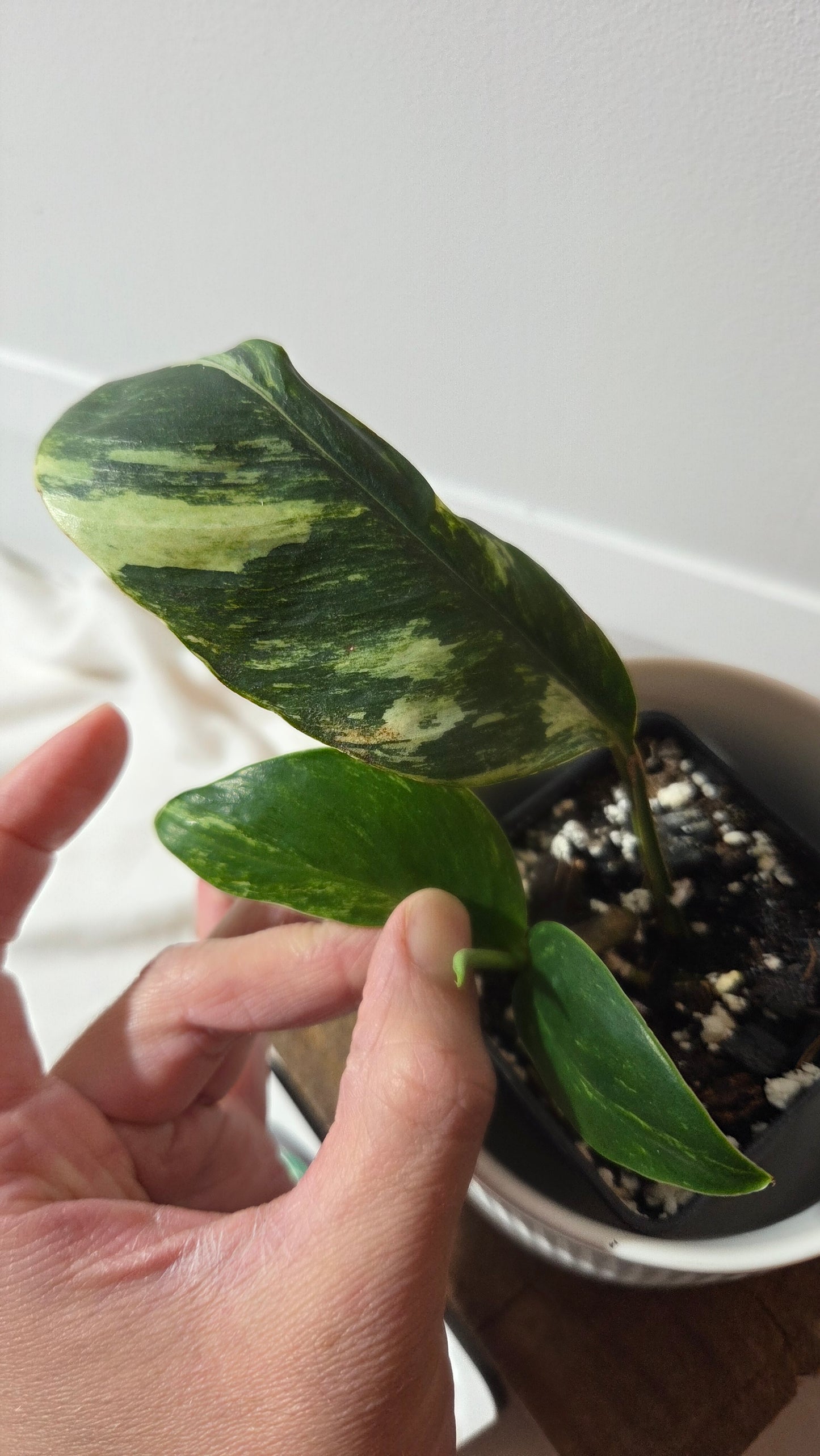 Rhaphidophora Elliptifolia Variegata (AUT-093)