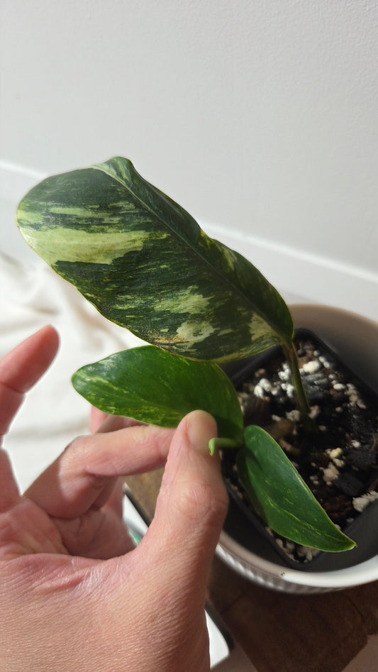 Rhaphidophora Elliptifolia Variegata (AUT-093)