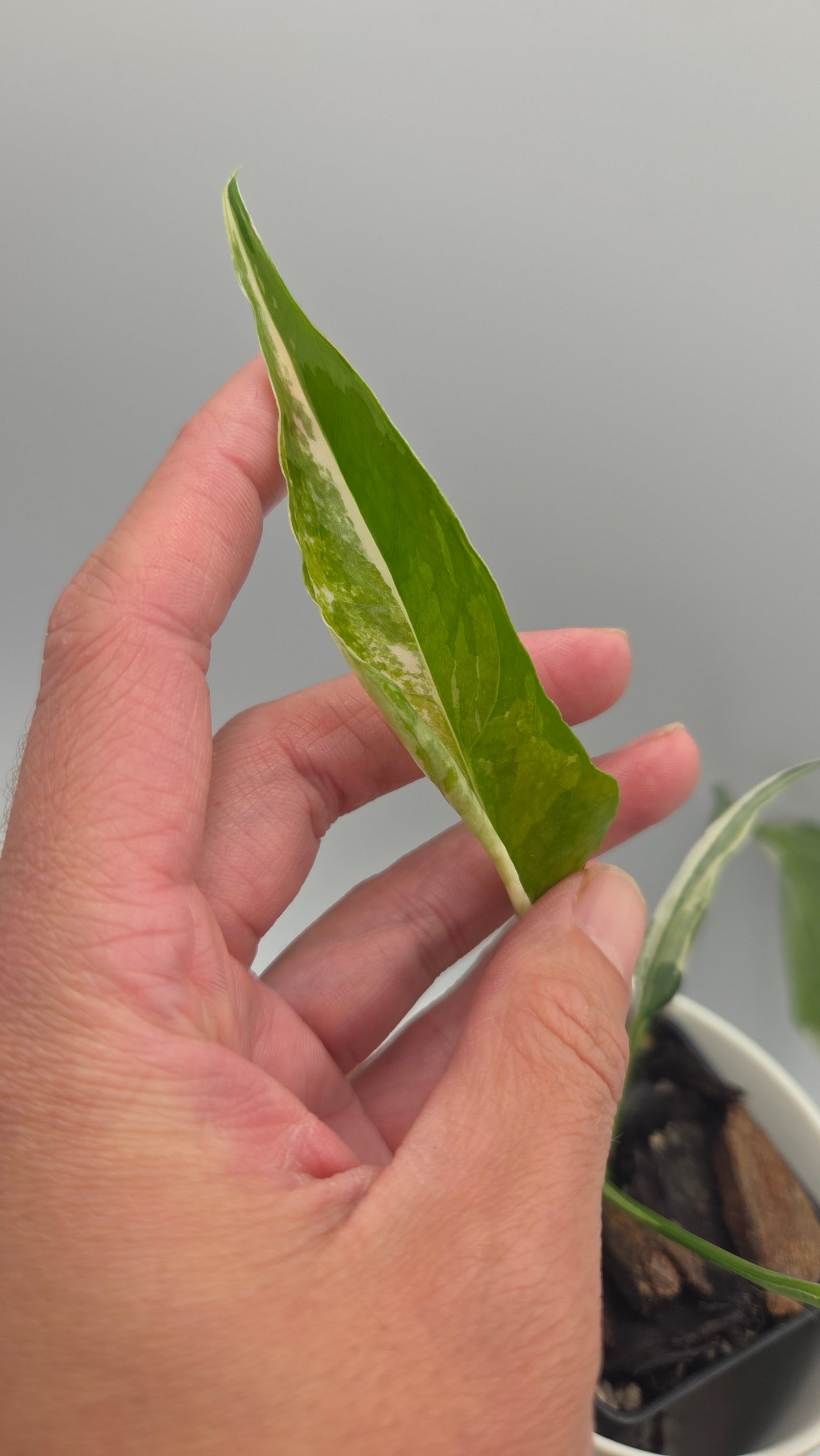 Epipremnum pinnatum Albo (EPI-248)