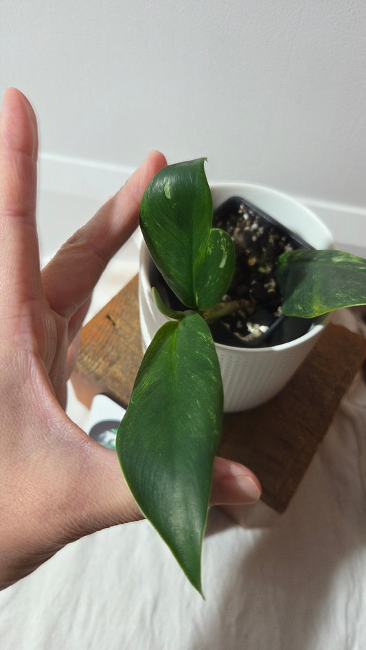 Rhaphidophora Elliptifolia Variegata (AUT-094)