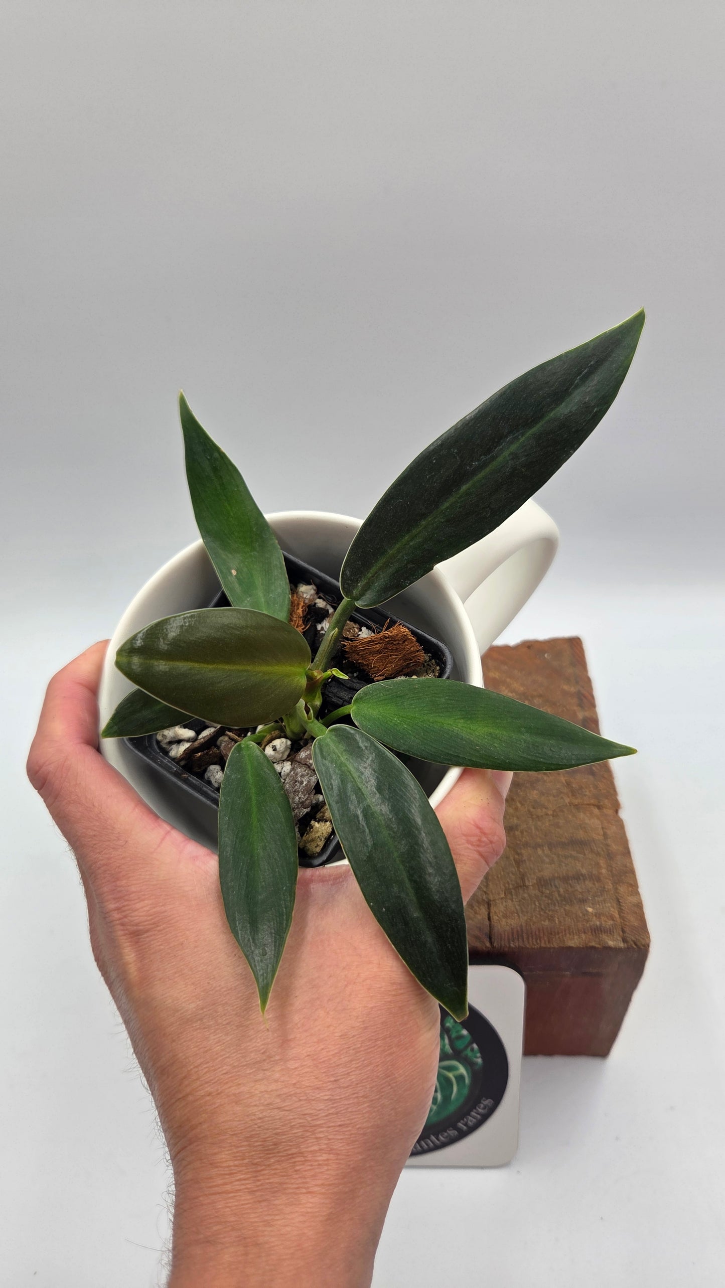 Philodendron Ruizii (PHI-1074)