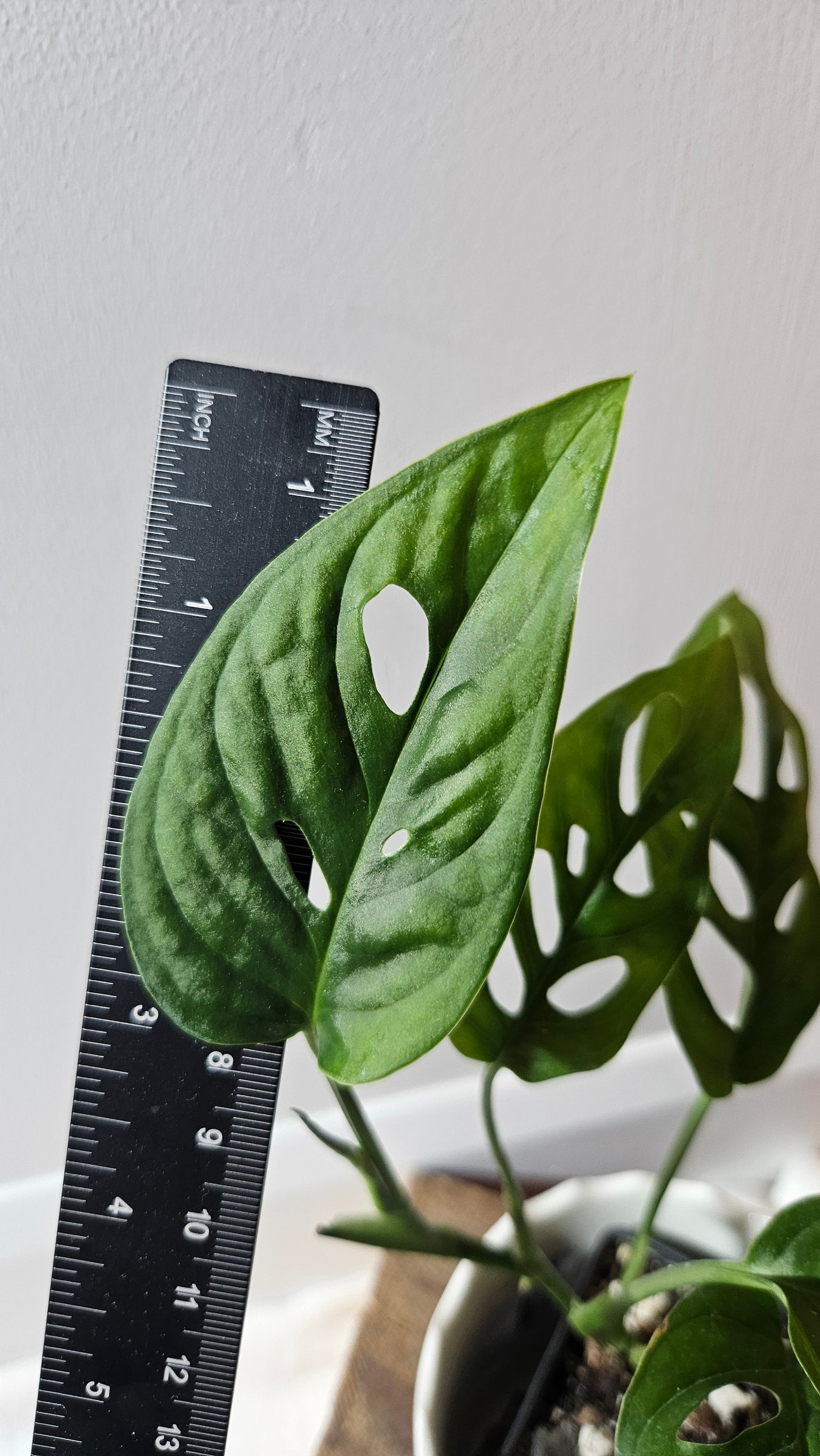 Monstera Obliqua Aff Cenepa (MON-427)
