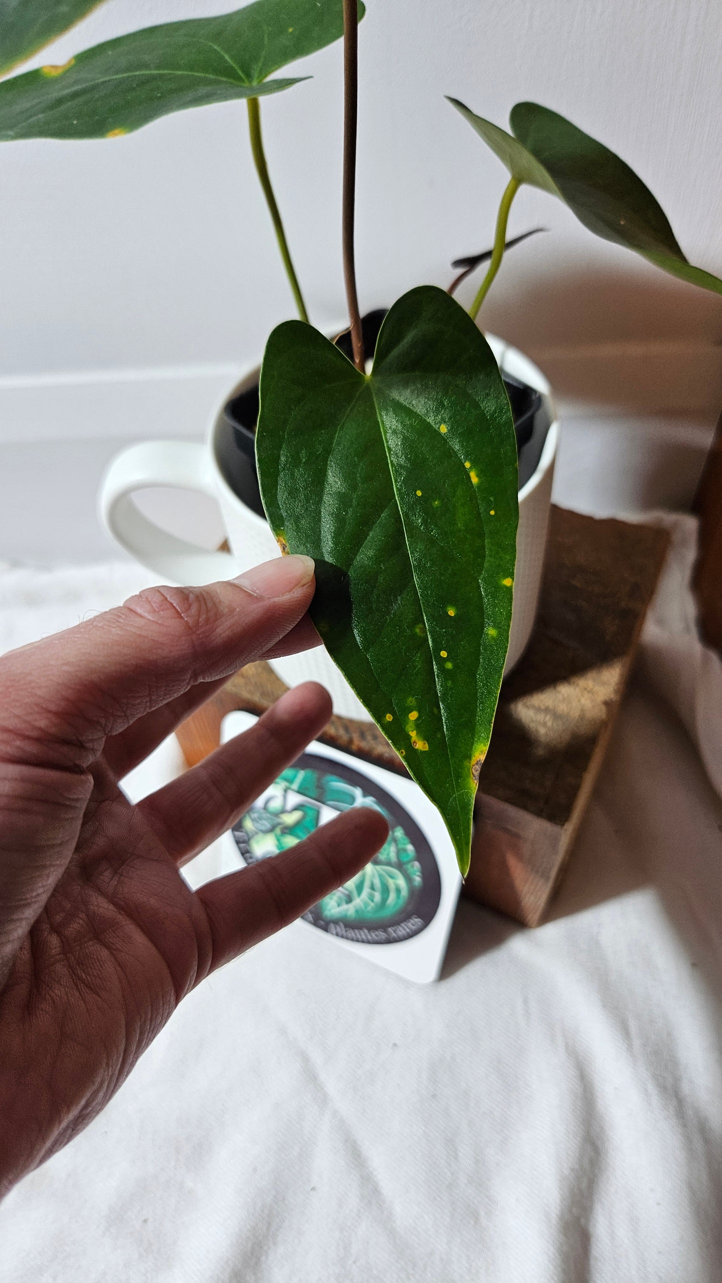 Anthurium Magnificum X AOS X Napo "format MOYEN" (ANT-637)