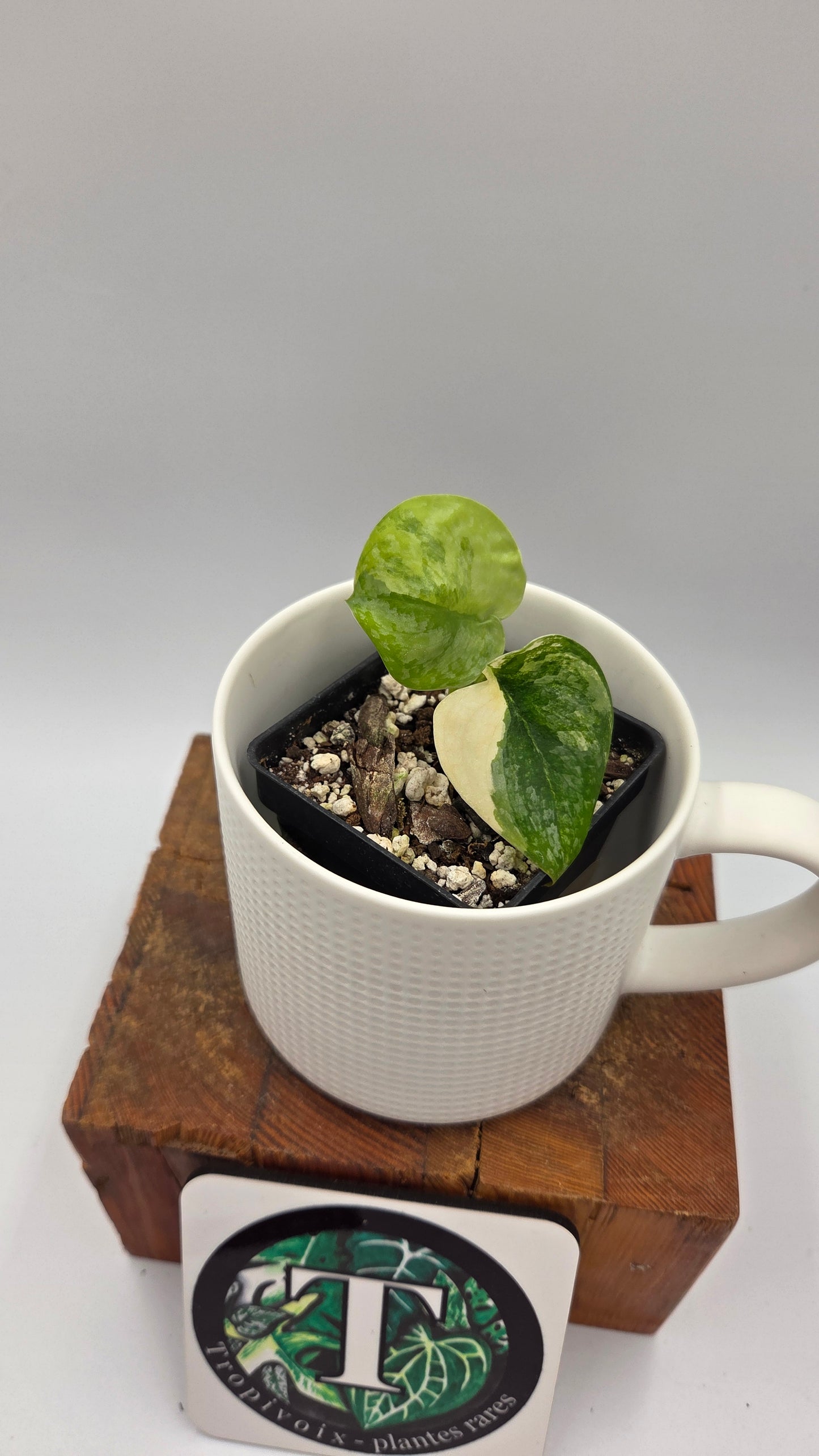 Scindapsus Geulis (SCI-634)