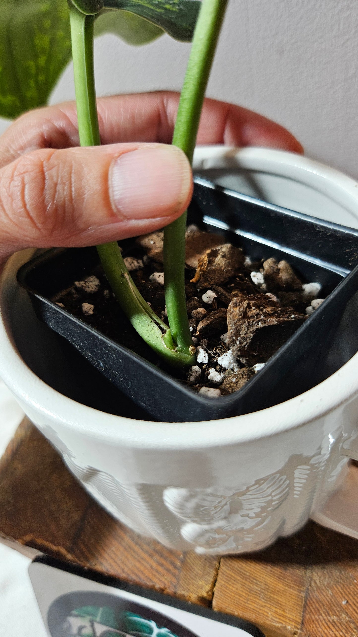 Scindapsus Macan (SCI-1267)