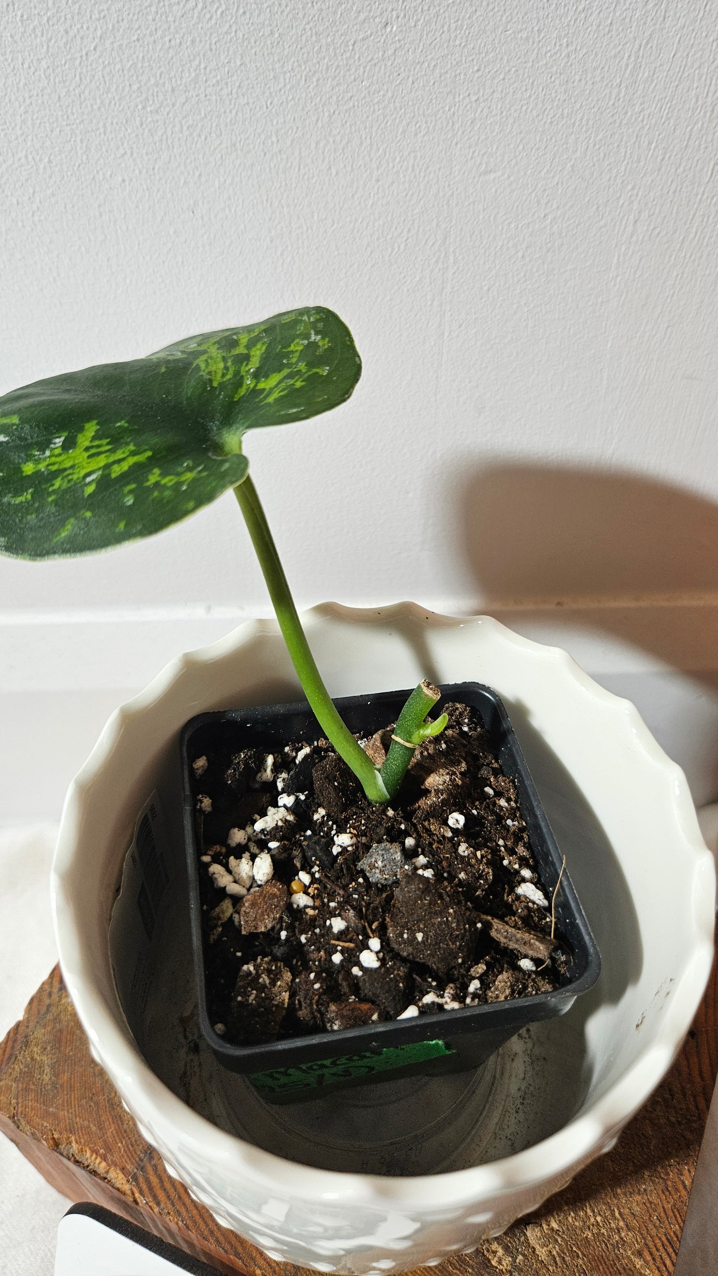 Scindapsus Macan (SCI-1005)