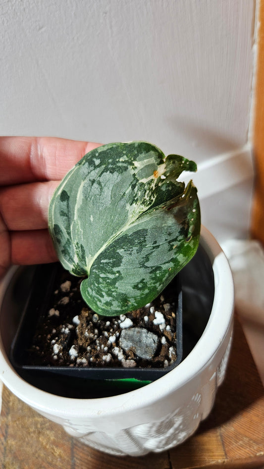 Scindapsus Exotica Salaka Variegata (SCI-1249)