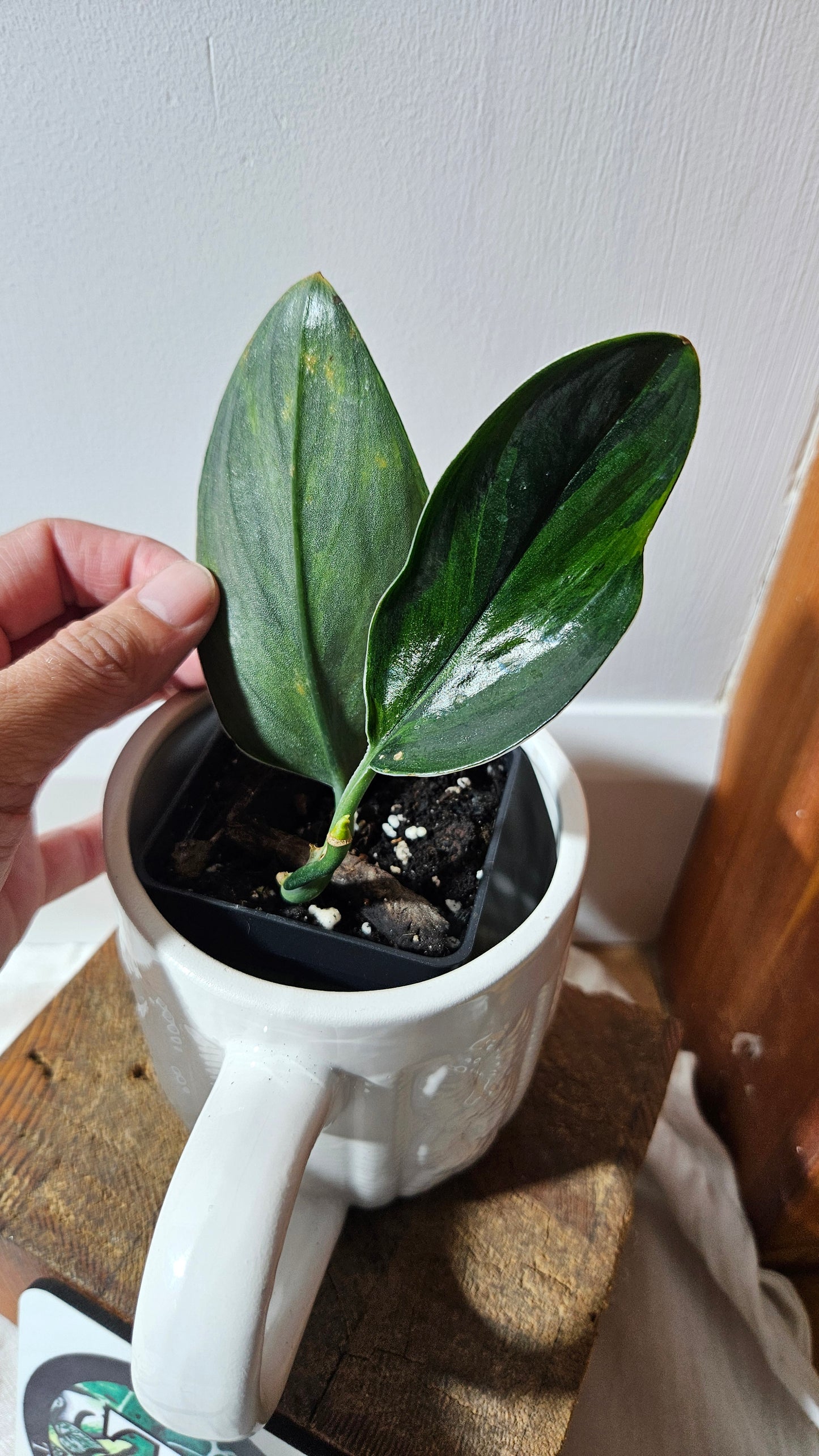 Scindapsus Treubii Dark Form Néon/Mutation (SCI-1275)