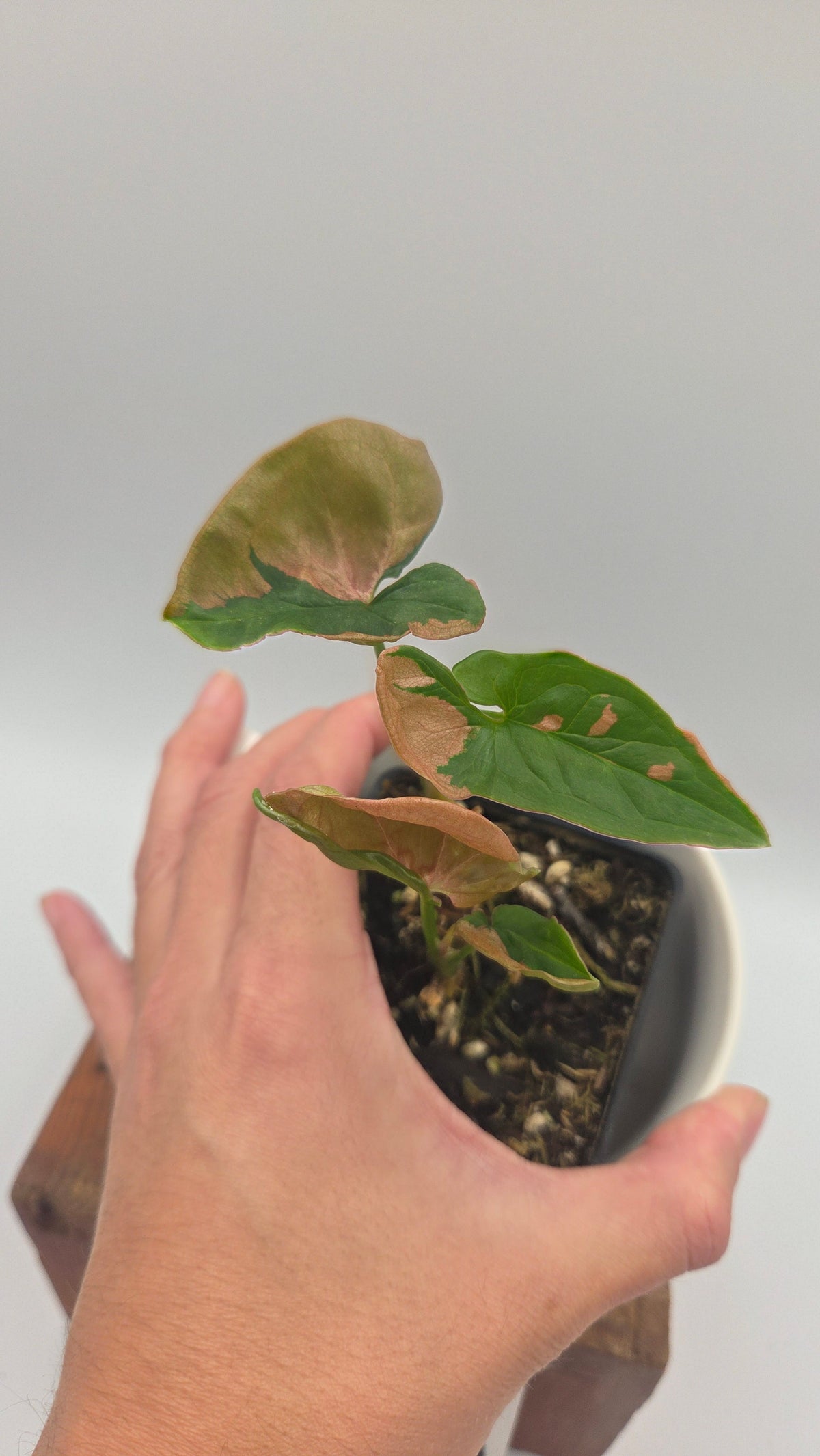 Syngonium Pink Lava (SYN-275)
