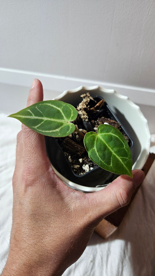 Anthurium Hoffmanii "format SEEDLING" (ANT-587)