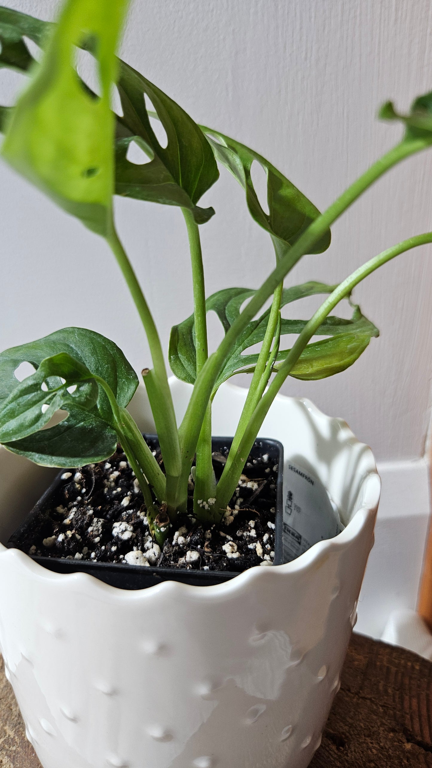 Monstera Obliqua Aff Tena (MON-447)