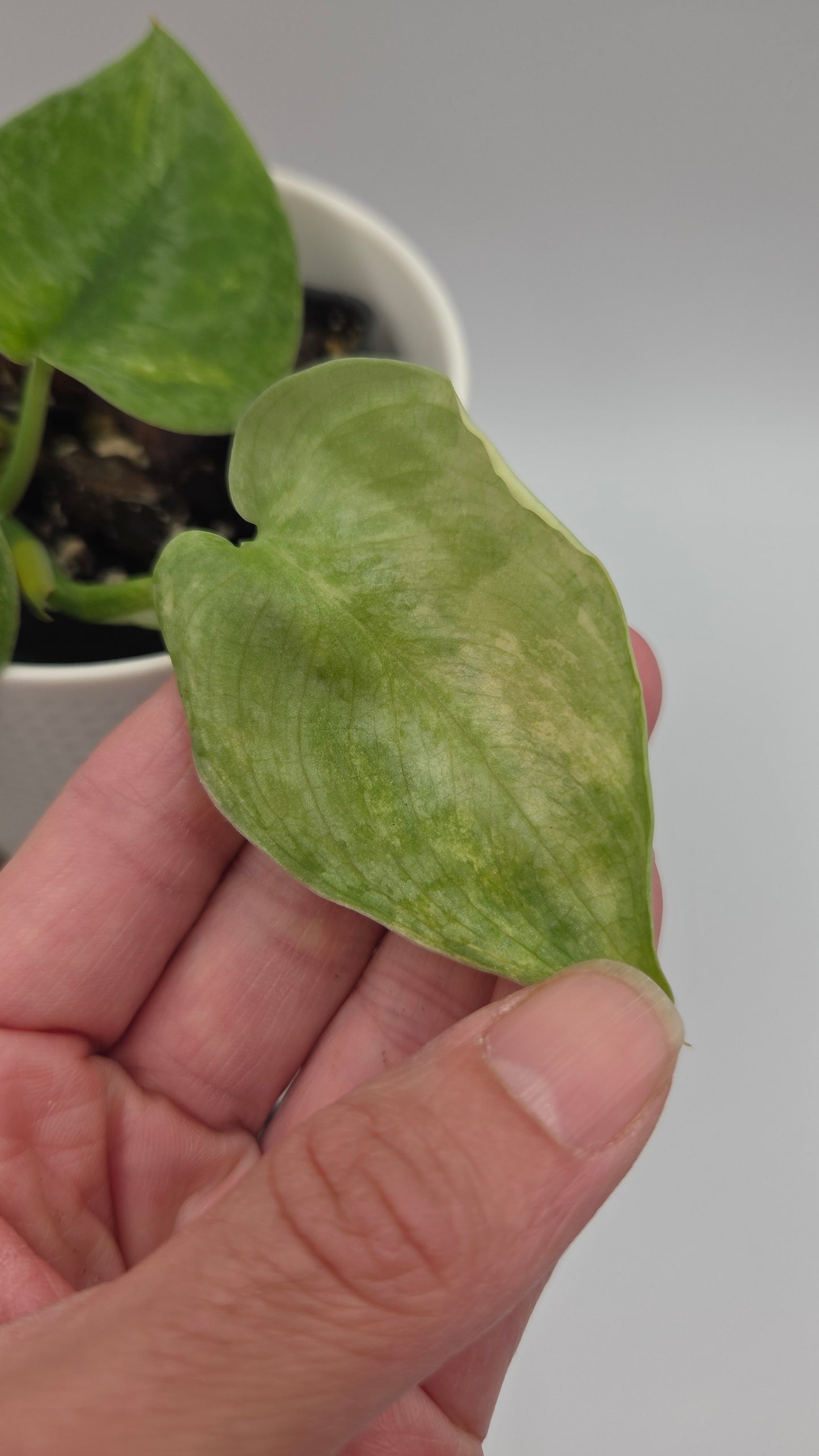 Scindapsus Silver Tattoo Variegata (SCI-817)