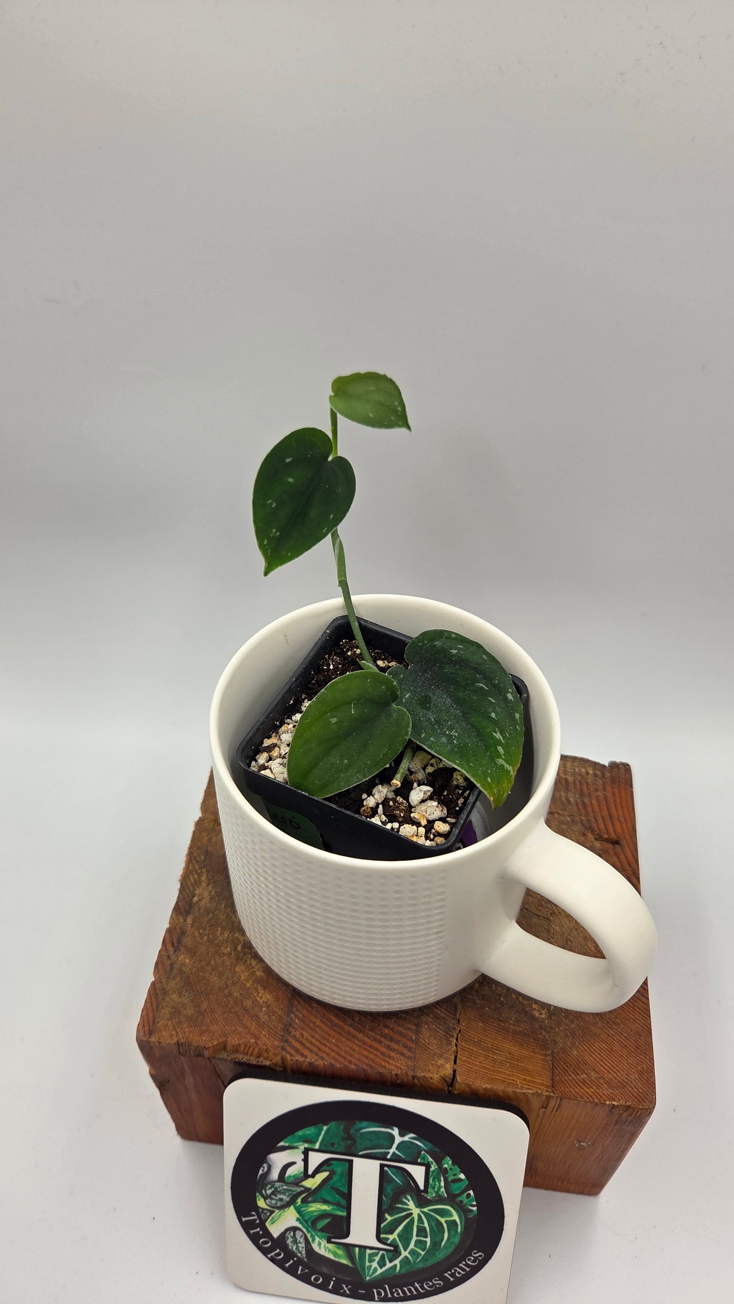 Scindapsus Black SP Bornéo (SCI-1444)