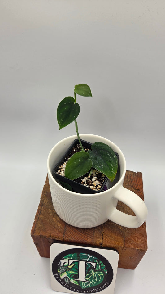 Scindapsus Black SP Bornéo (SCI-1444)
