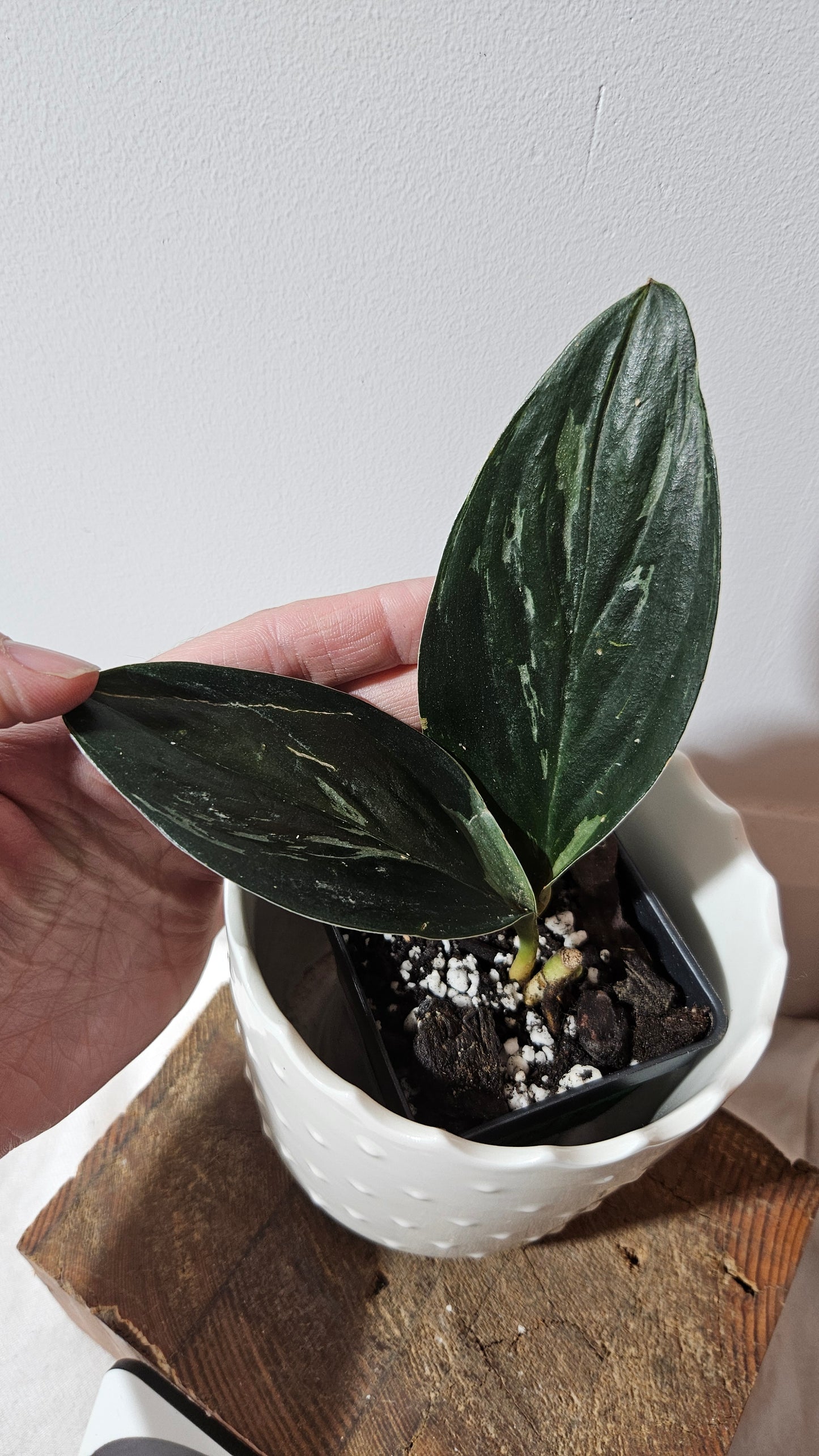 Scindapsus Treubii Dark Form silver (SCI-1013)