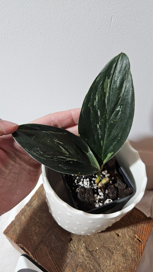 Scindapsus Treubii Dark Form silver (SCI-1013)