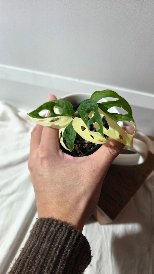 Monstera Andasonii Tricolore (MON-489)