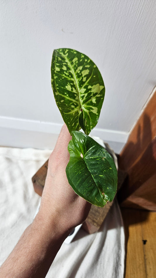 Syngonium Panda/Indo (SYN-421)