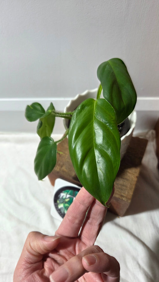 Philodendron Genevievianum (PHI-278)