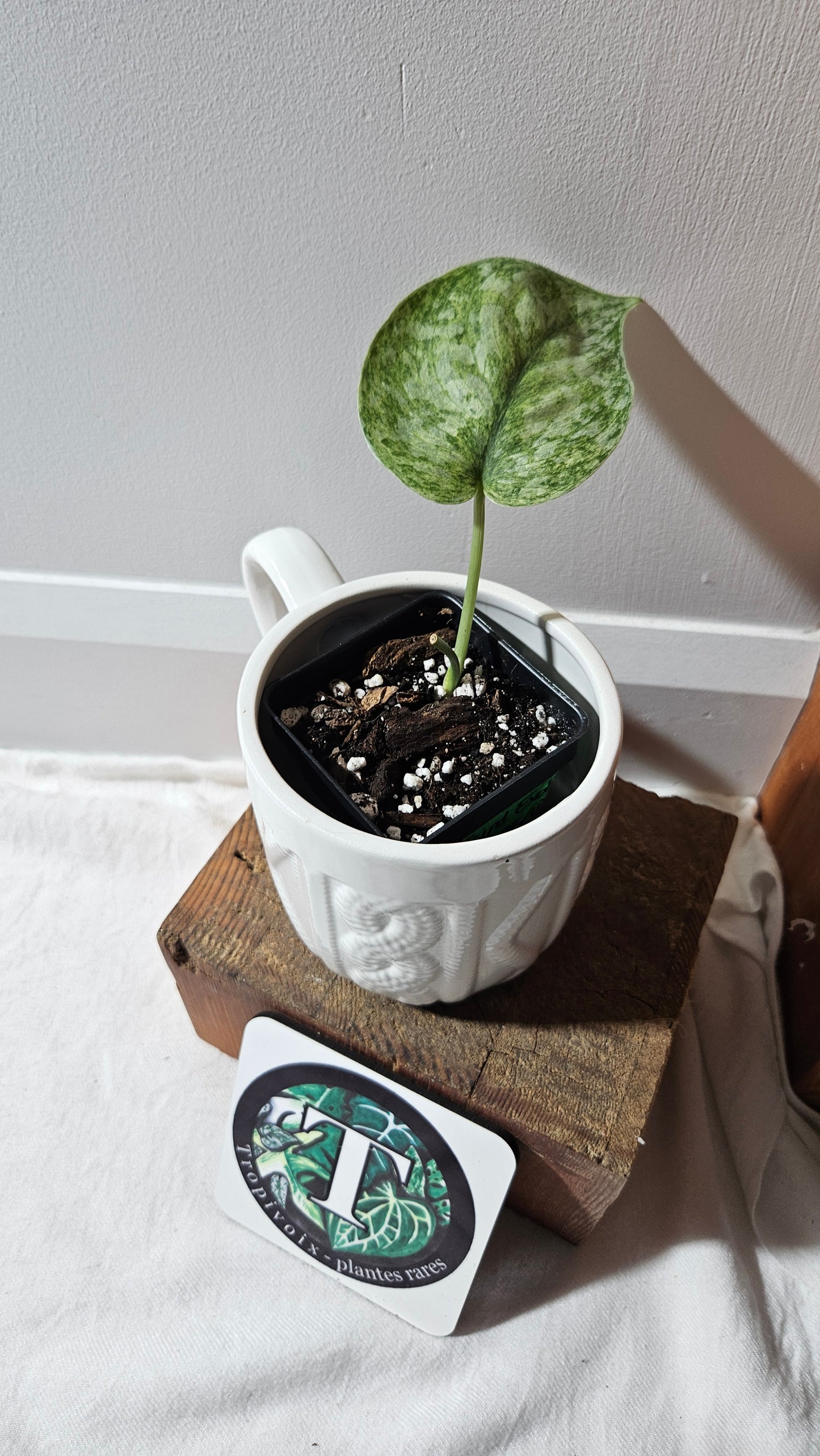 Scindapsus Exotica Pictus mint (SCI-1123)