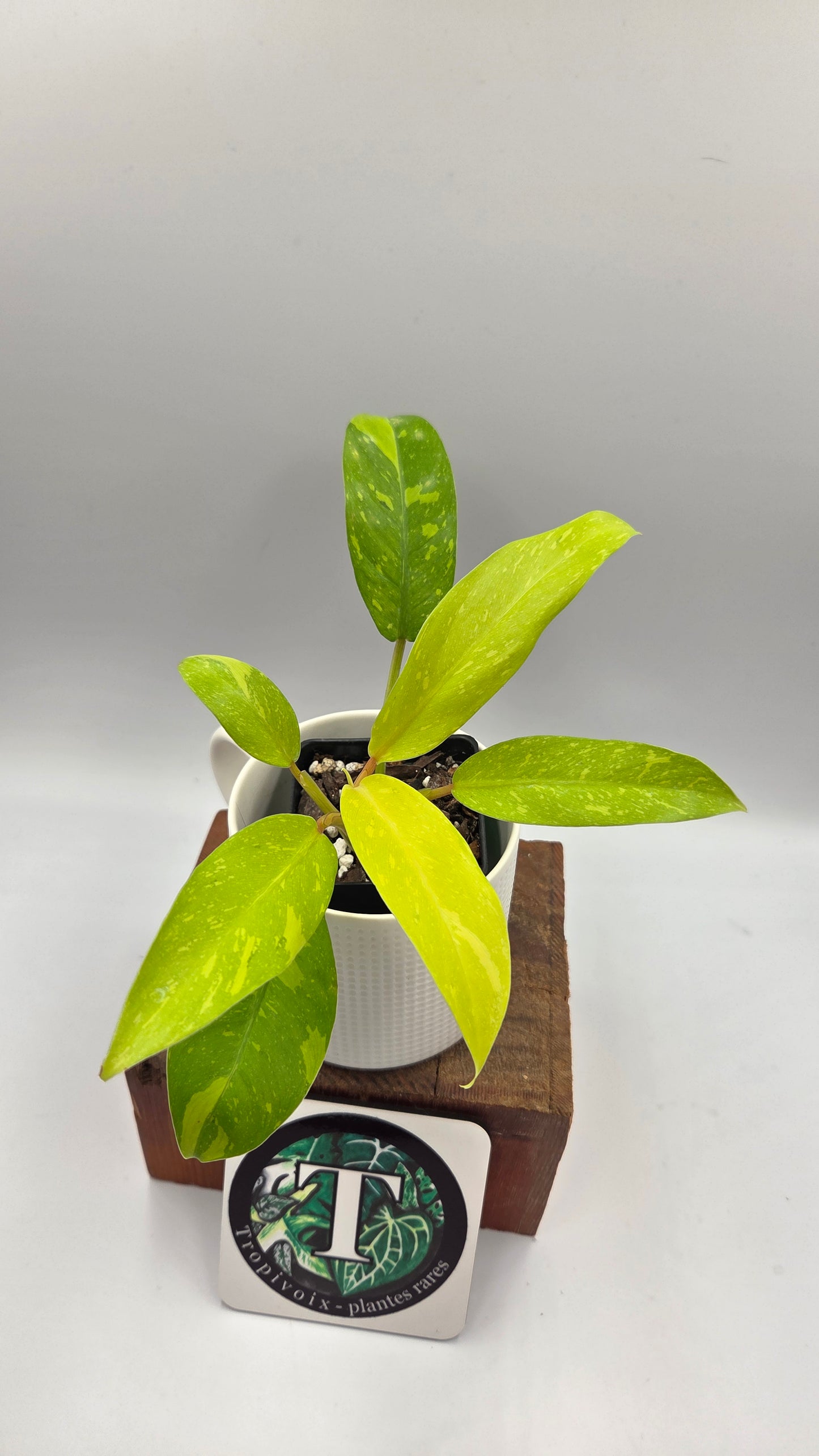 Philodendron Golden Goldness (PHI-1059)