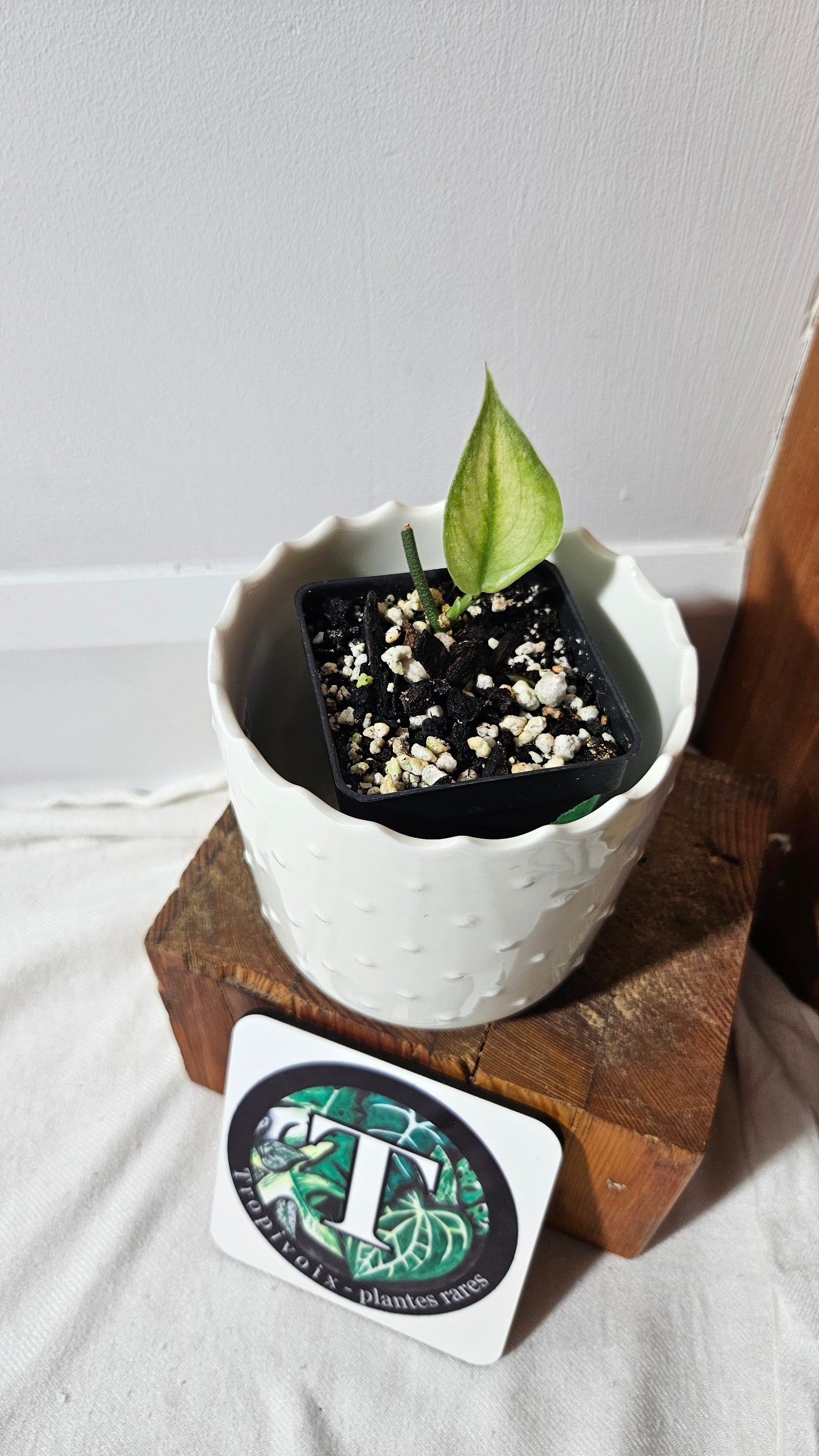 Scindapsus Sparkling Bornéo (SCI-1056)