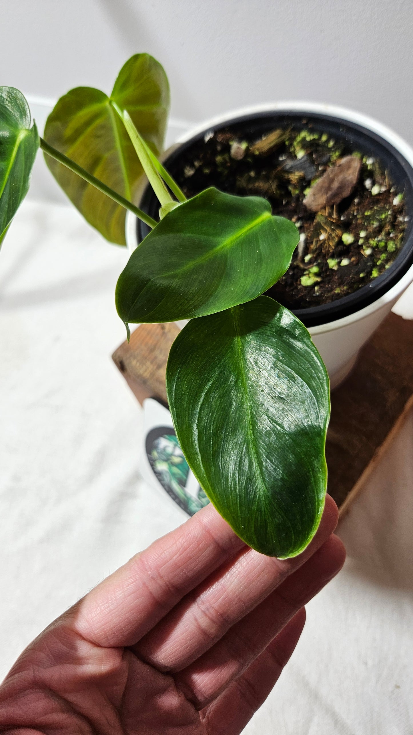 Philodendron Esmeraldense (PHI-528)