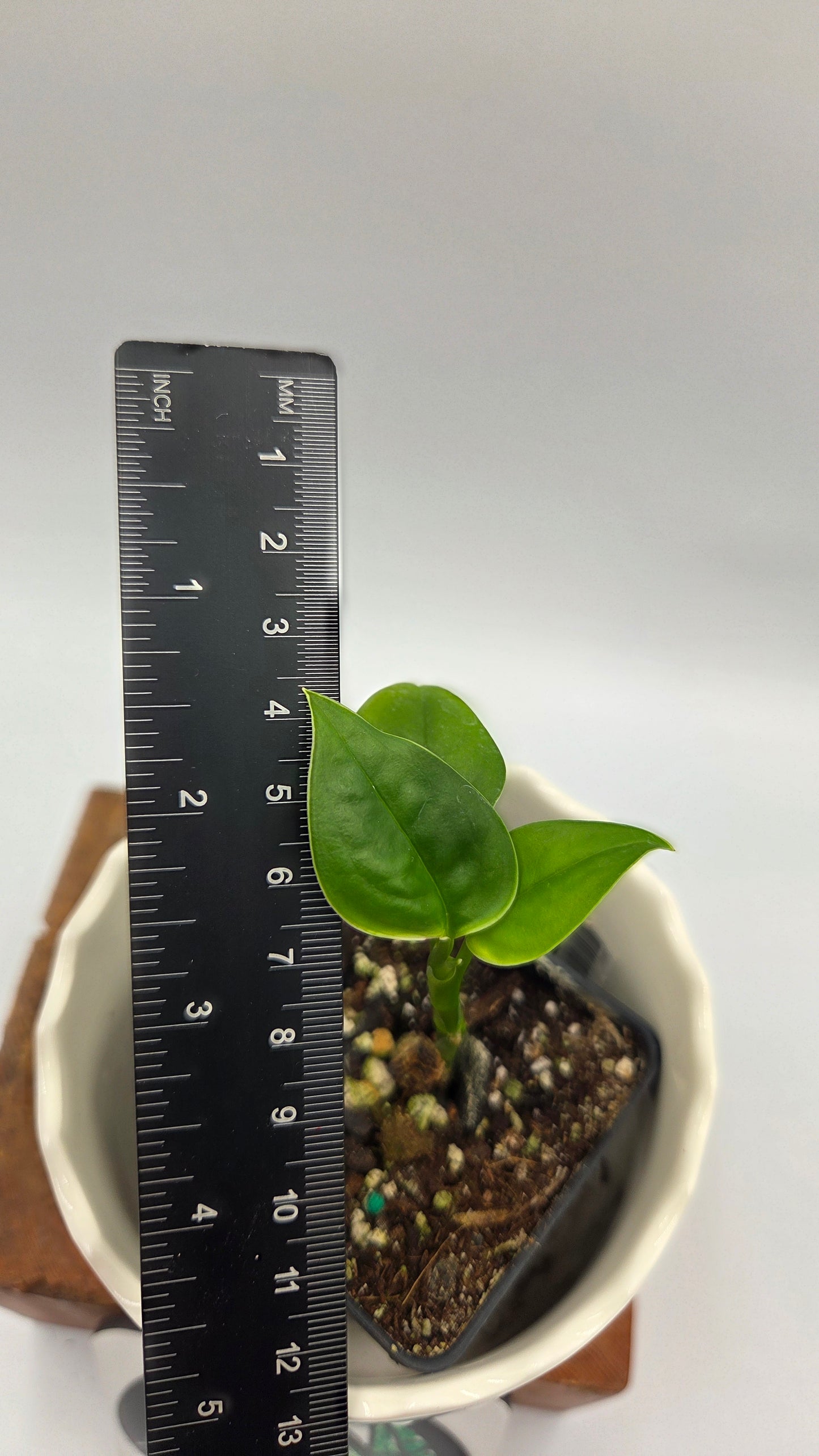 Monstera Obliqua Aff Limon (MON-550)