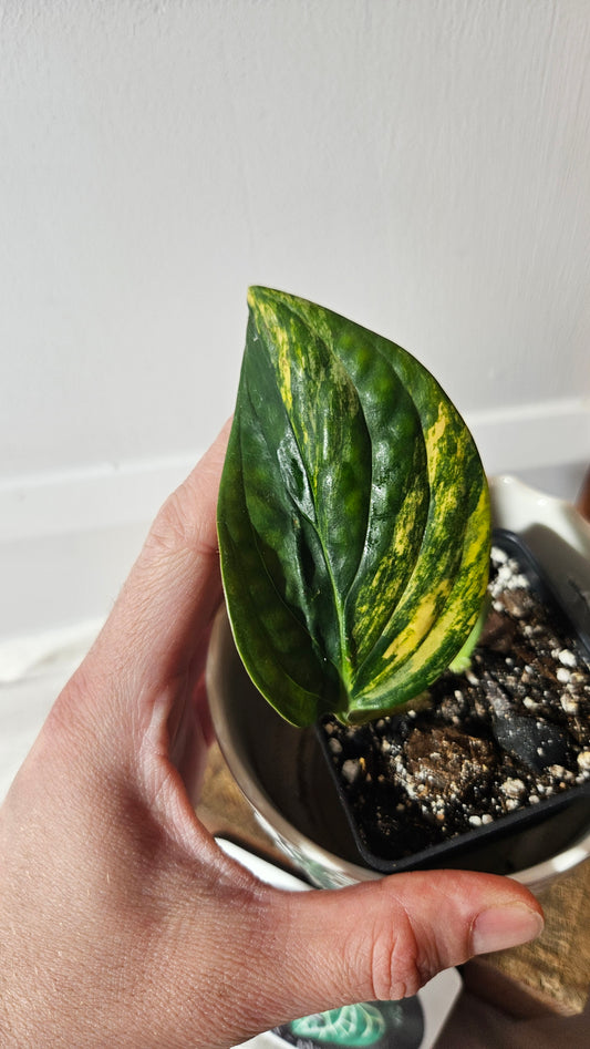 Monstera Karstenianum/Peru Variegata (MON-401)