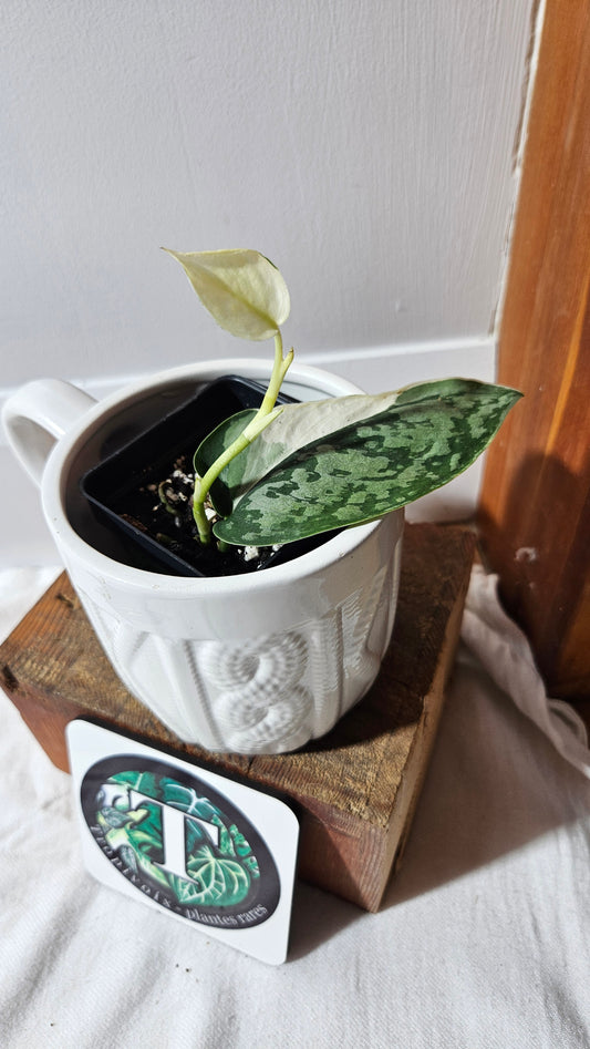 Scindapsus Simbara Mutation (SCI-1313)