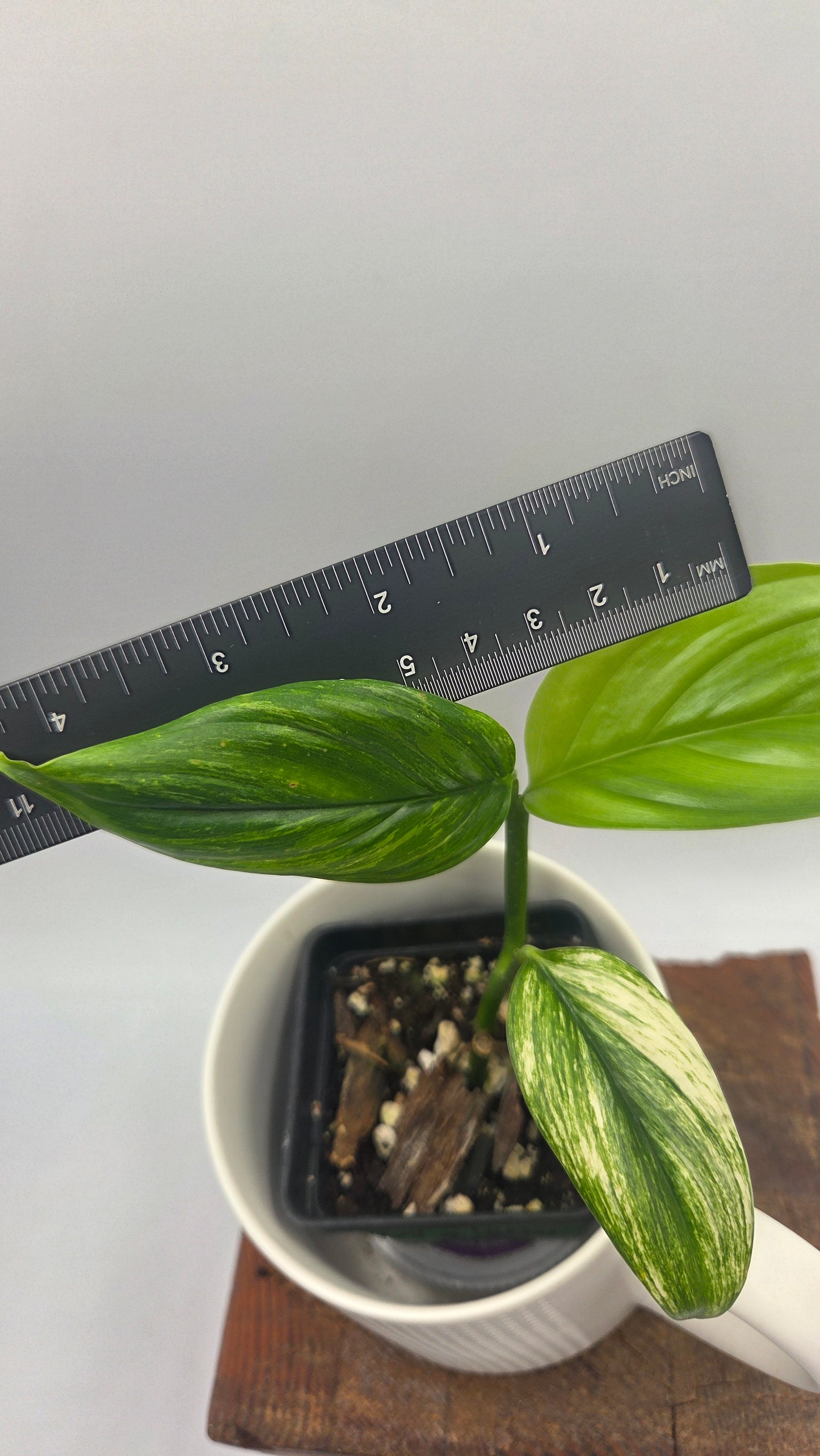 Scindapsus Longistipitatum Mint (SCI-1468)