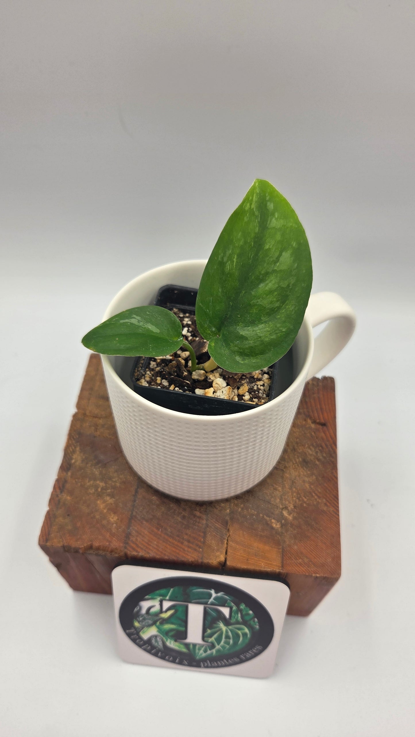 Scindapsus Silver Splash "Green on Green" (SCI-1487)