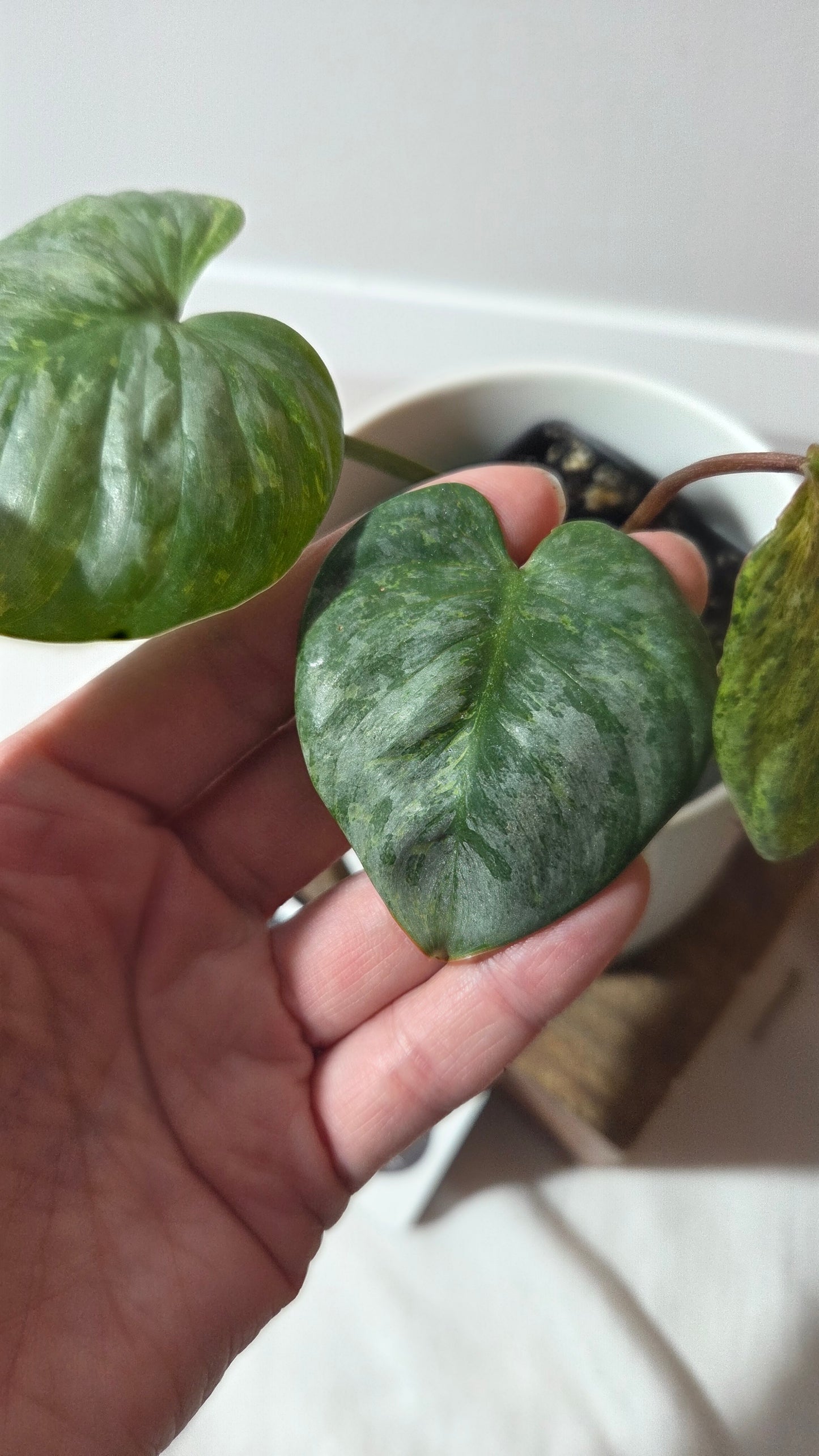 Philodendron Sodiroi Variegata (PHI-512)