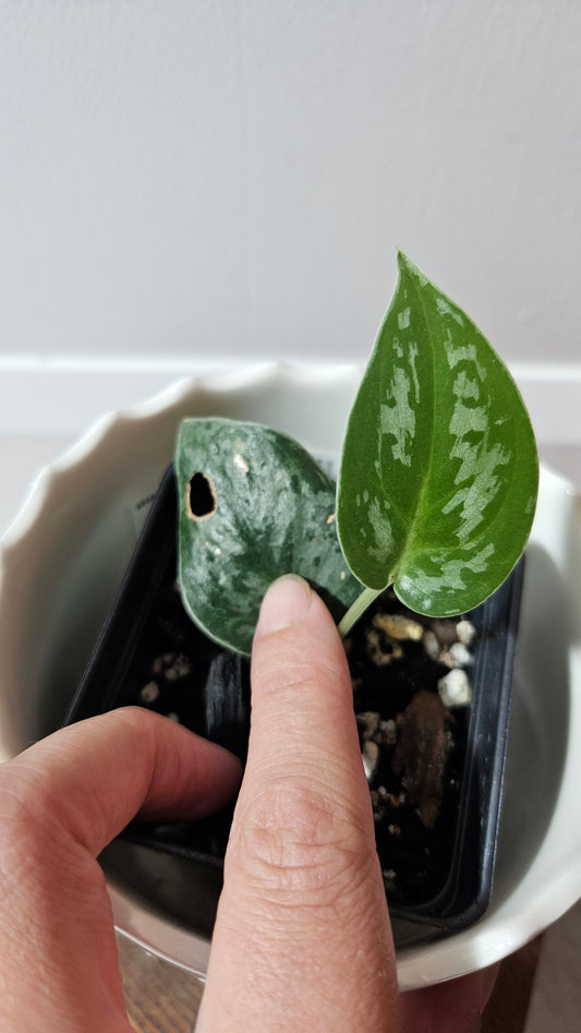 Scindapsus Black Exotica (SCI-1325)