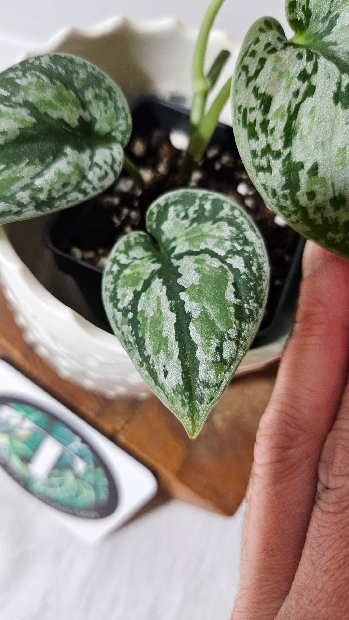 Scindapsus Tricolore silver Platinum (SCI-994)