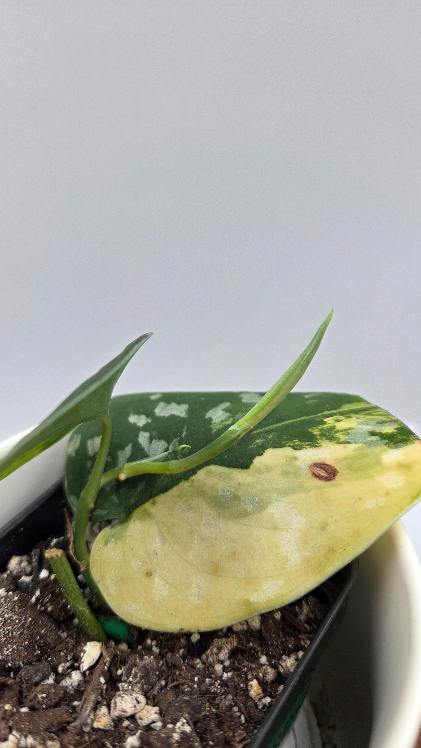 Scindapsus Sentarum (SCI-1131)