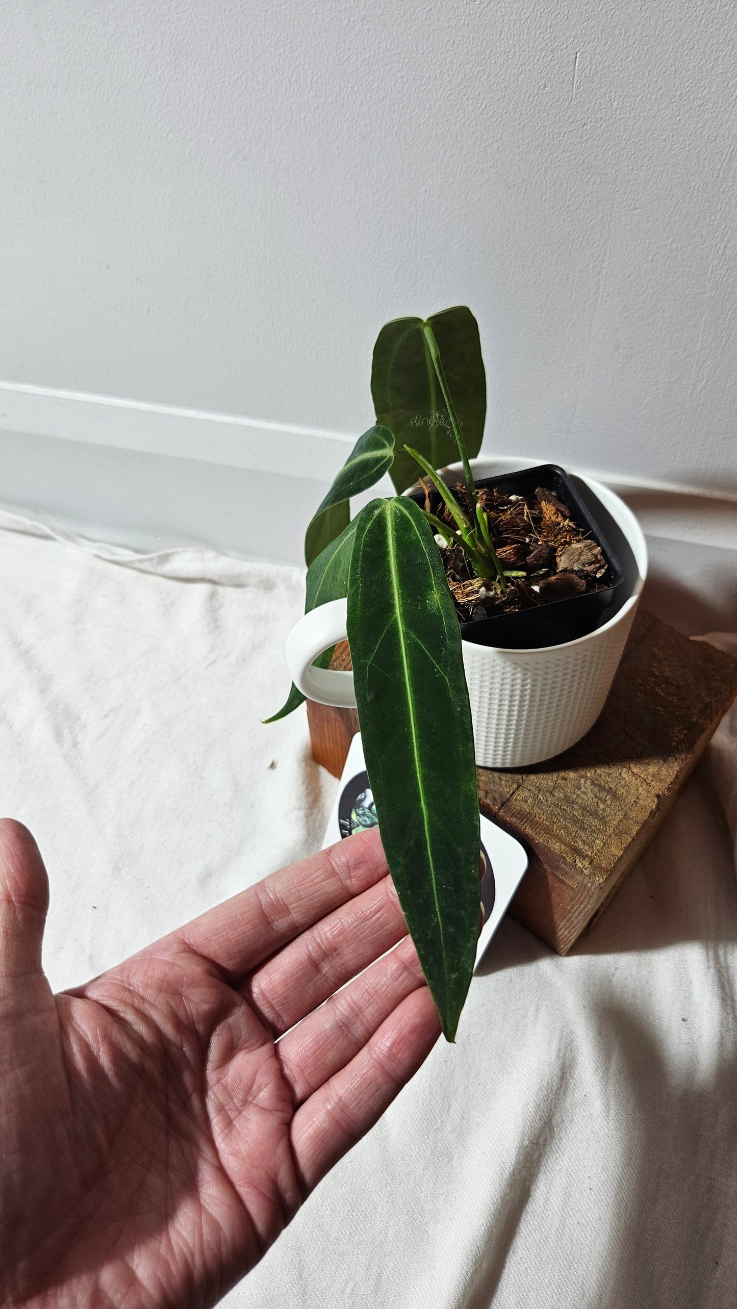 Anthurium Warocqueanum  "format MOYEN"(ANT-629)