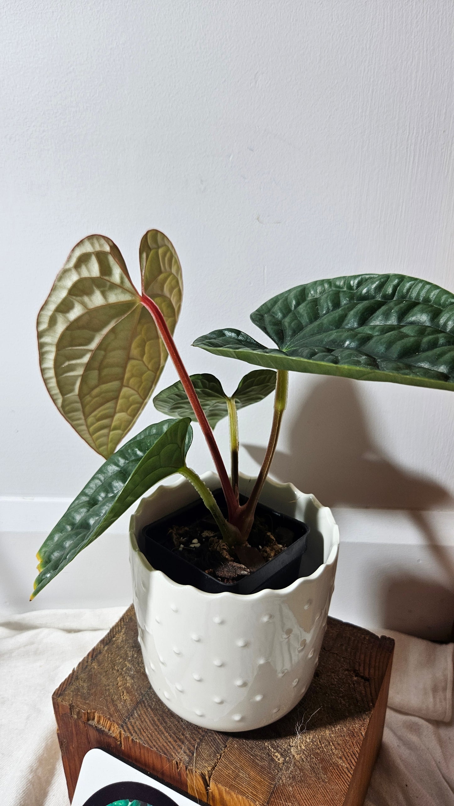 Anthurium Luxurian Platinum "format MOYEN" (ANT-169)