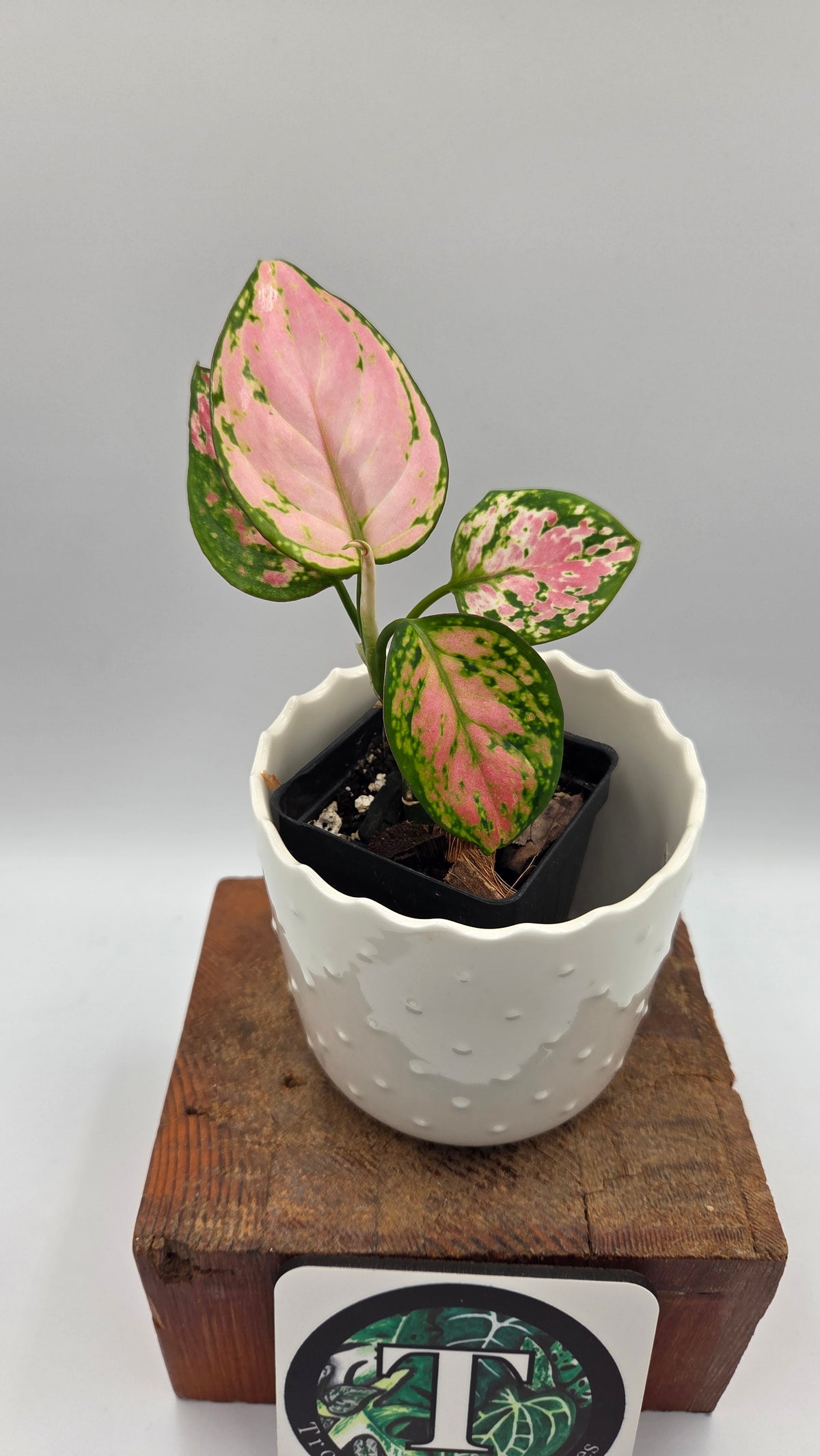 Agalonema Pink Star (AUT-102)