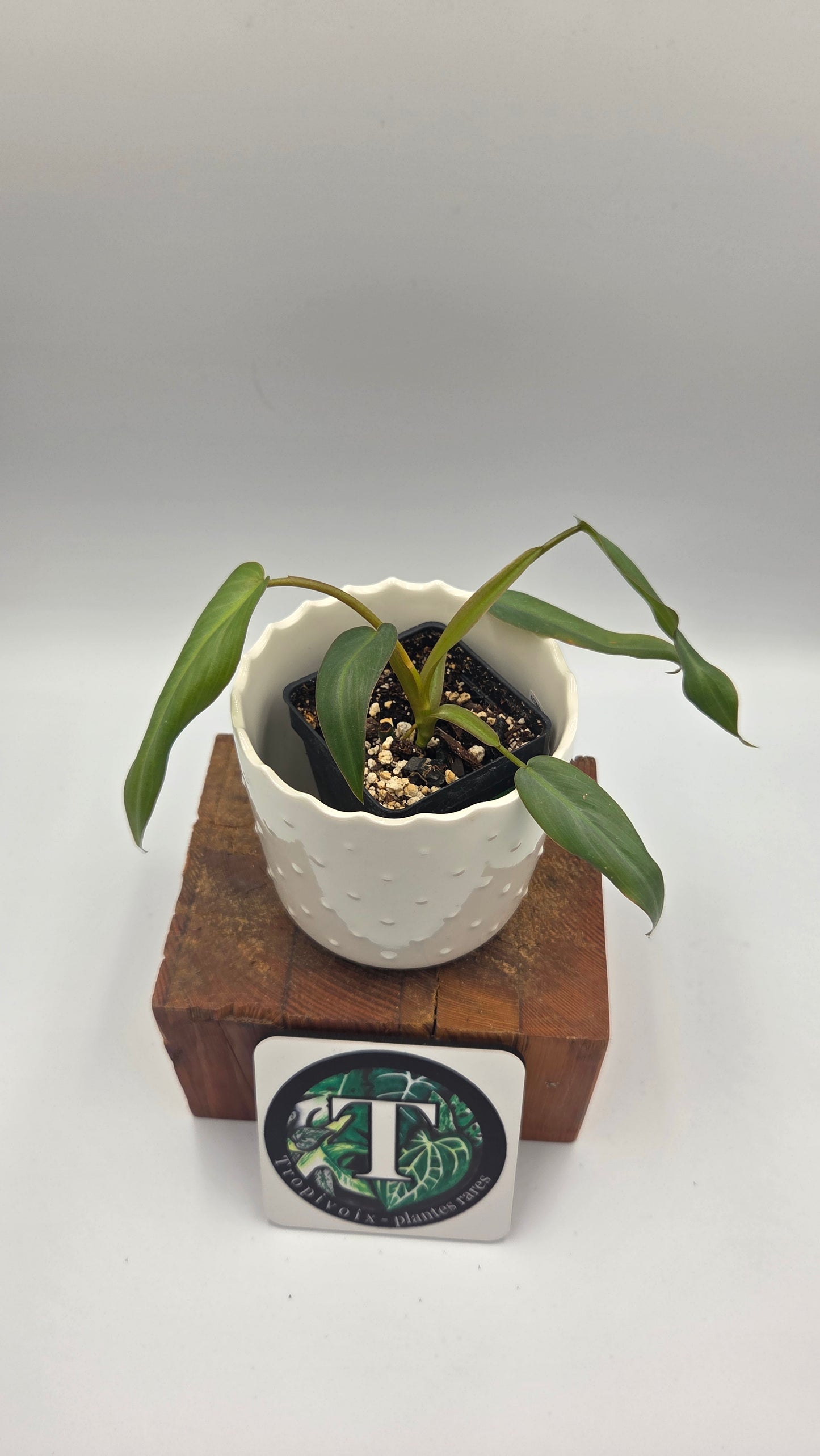 Philodendron Maximum (PHI-1042)
