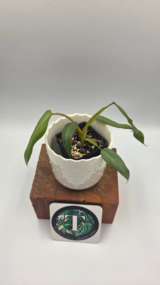 Philodendron Maximum (PHI-1042)