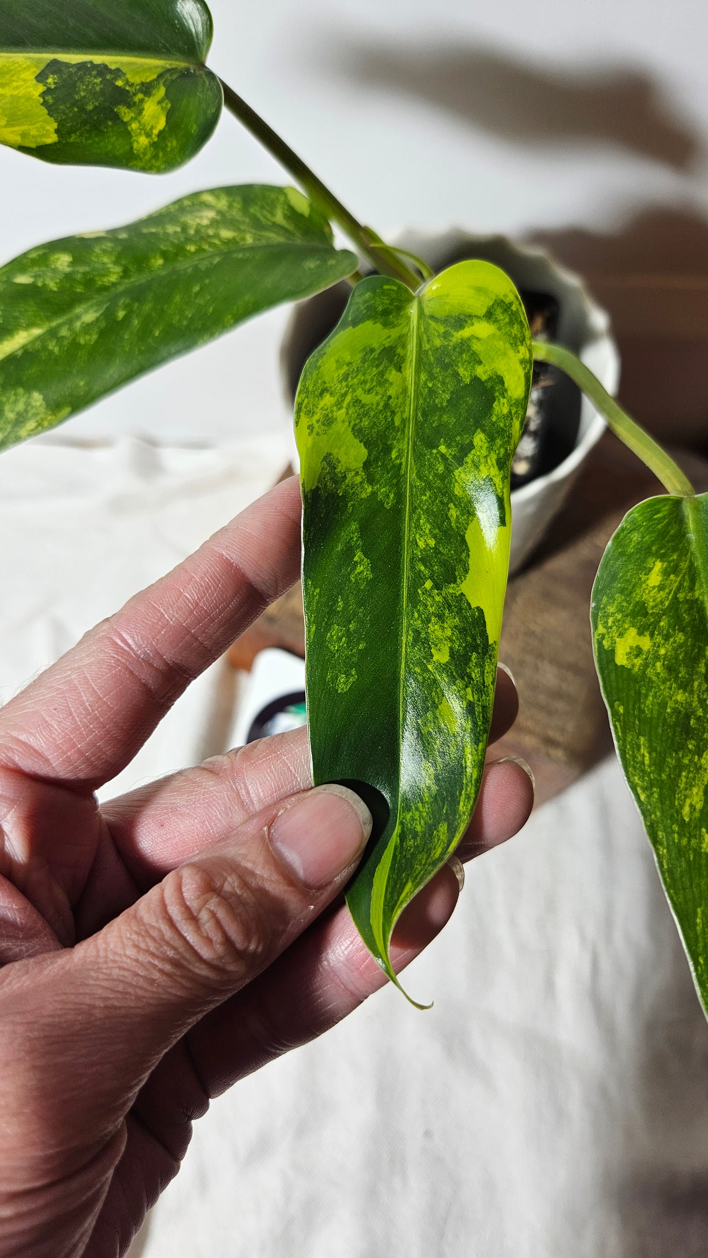 Philodendron Domesticum Variegata (PHI-666)