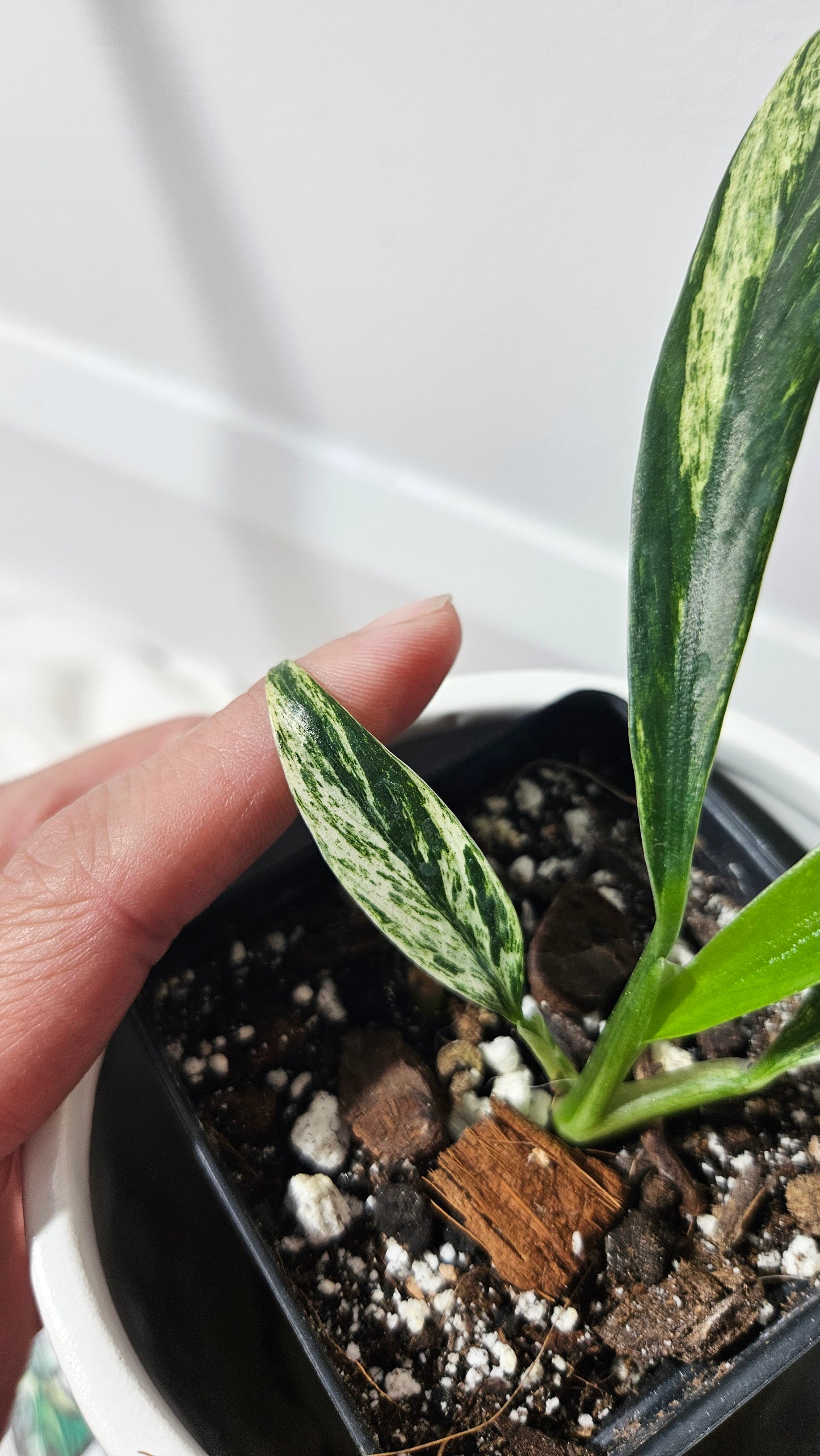 Raphidophora Megasperma Variegata (AUT-022)