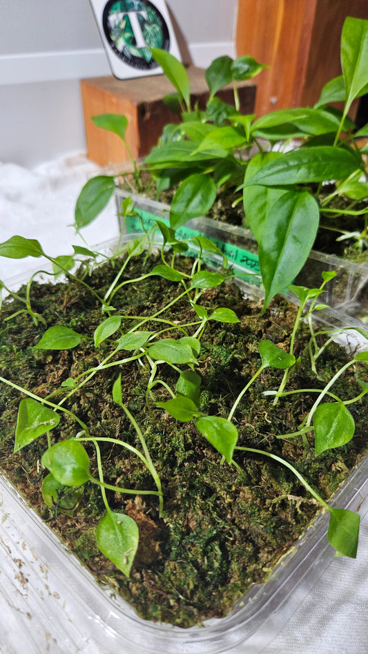 Anthurium Gracile  "format SEEDLING"