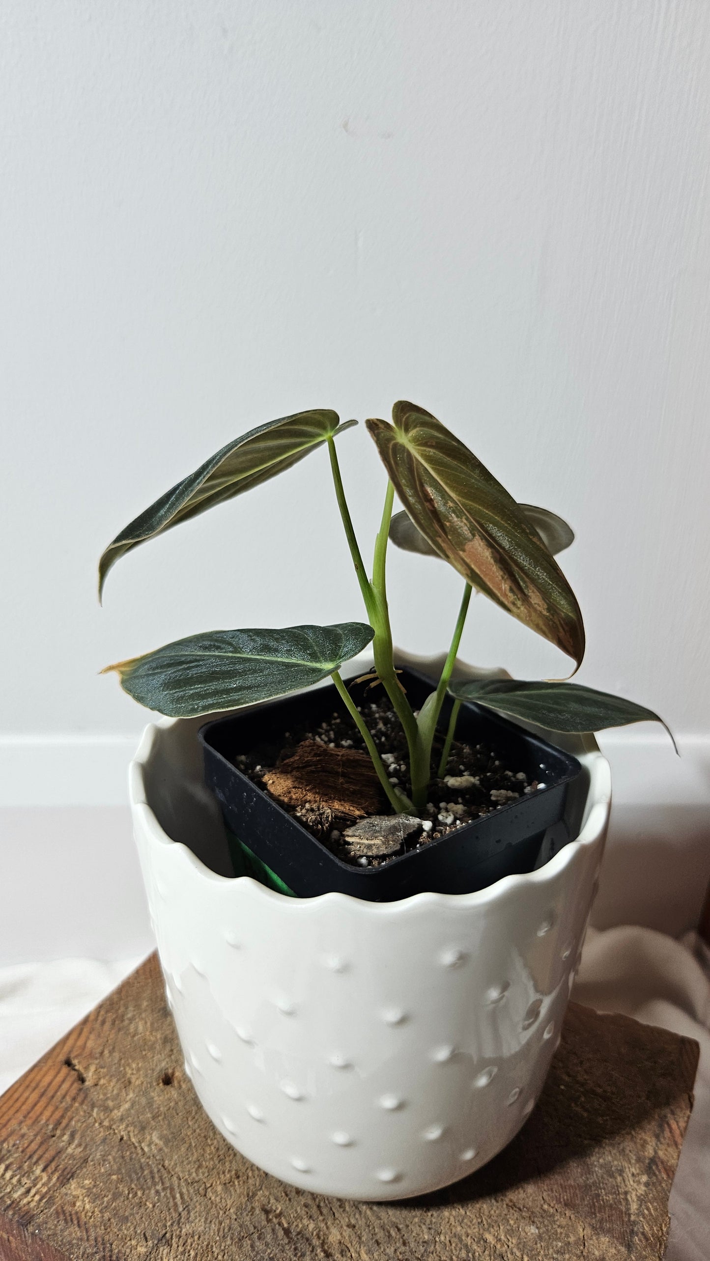 Philodendron Melanochrysum Variegata (PHI-553)