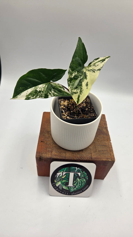 Syngonium Albo (SYN-512)