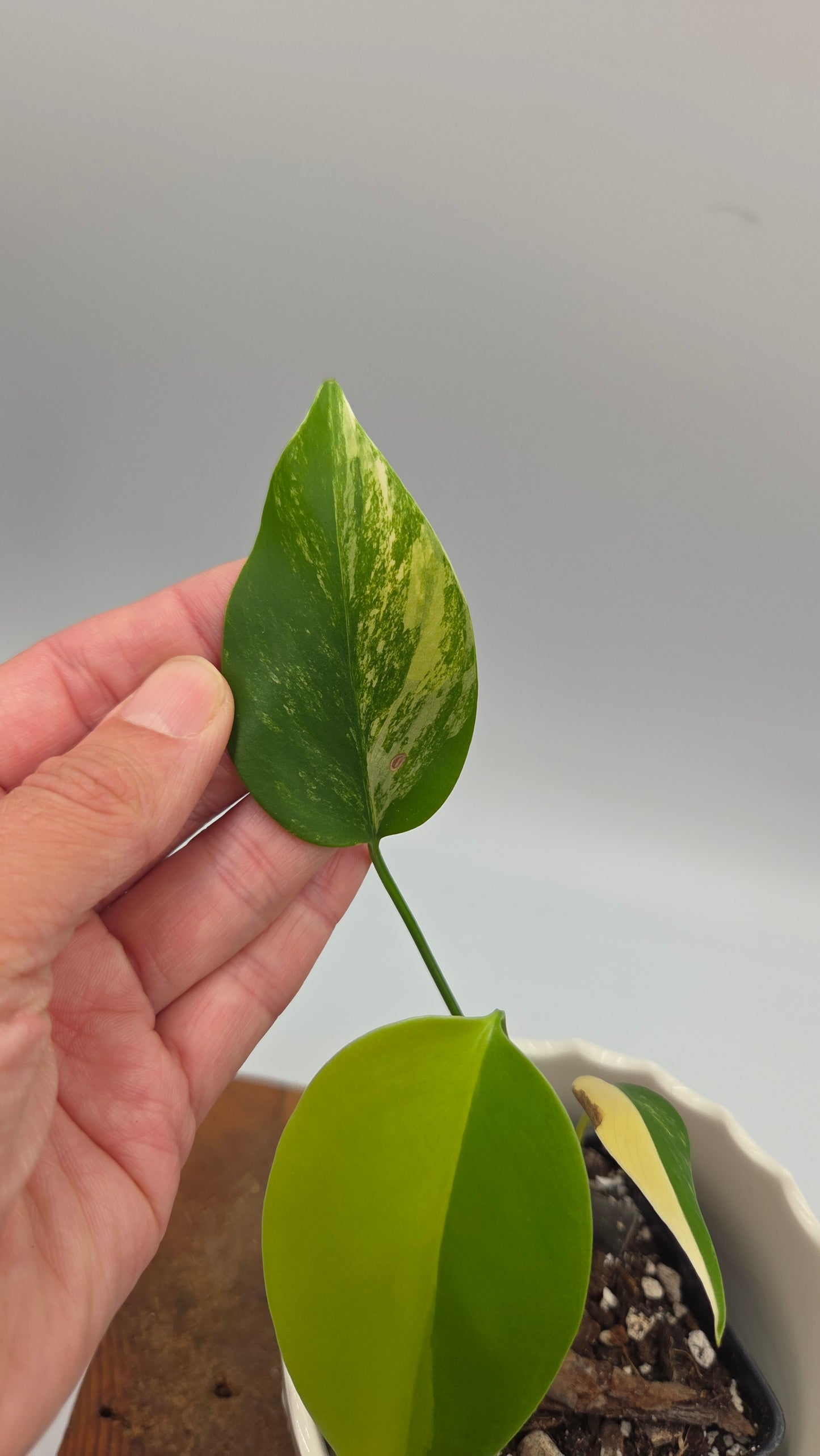 Monstera Aurea (MON-567)